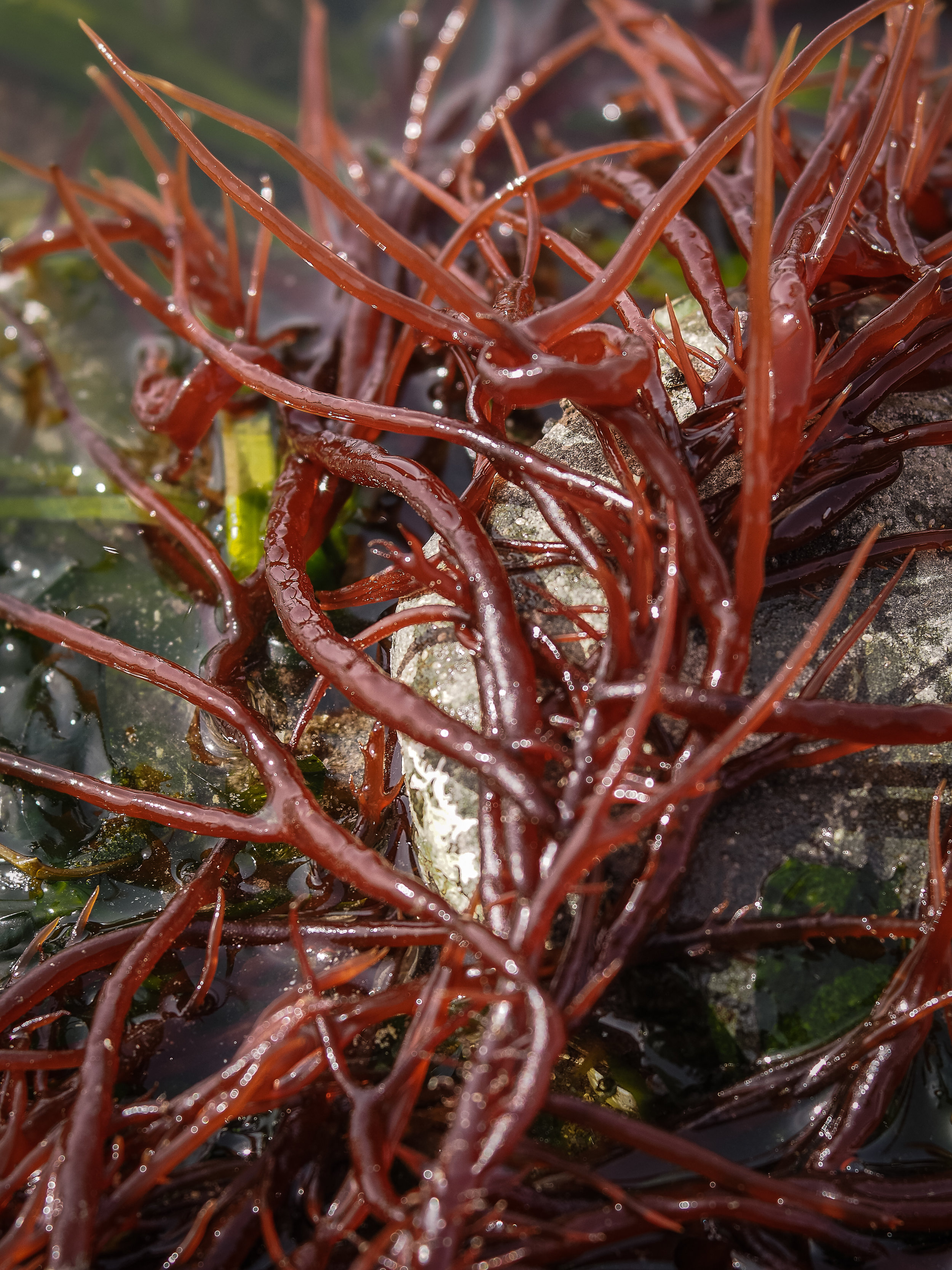   Succulent seaweed/Sea noodles- Constellation Beach  