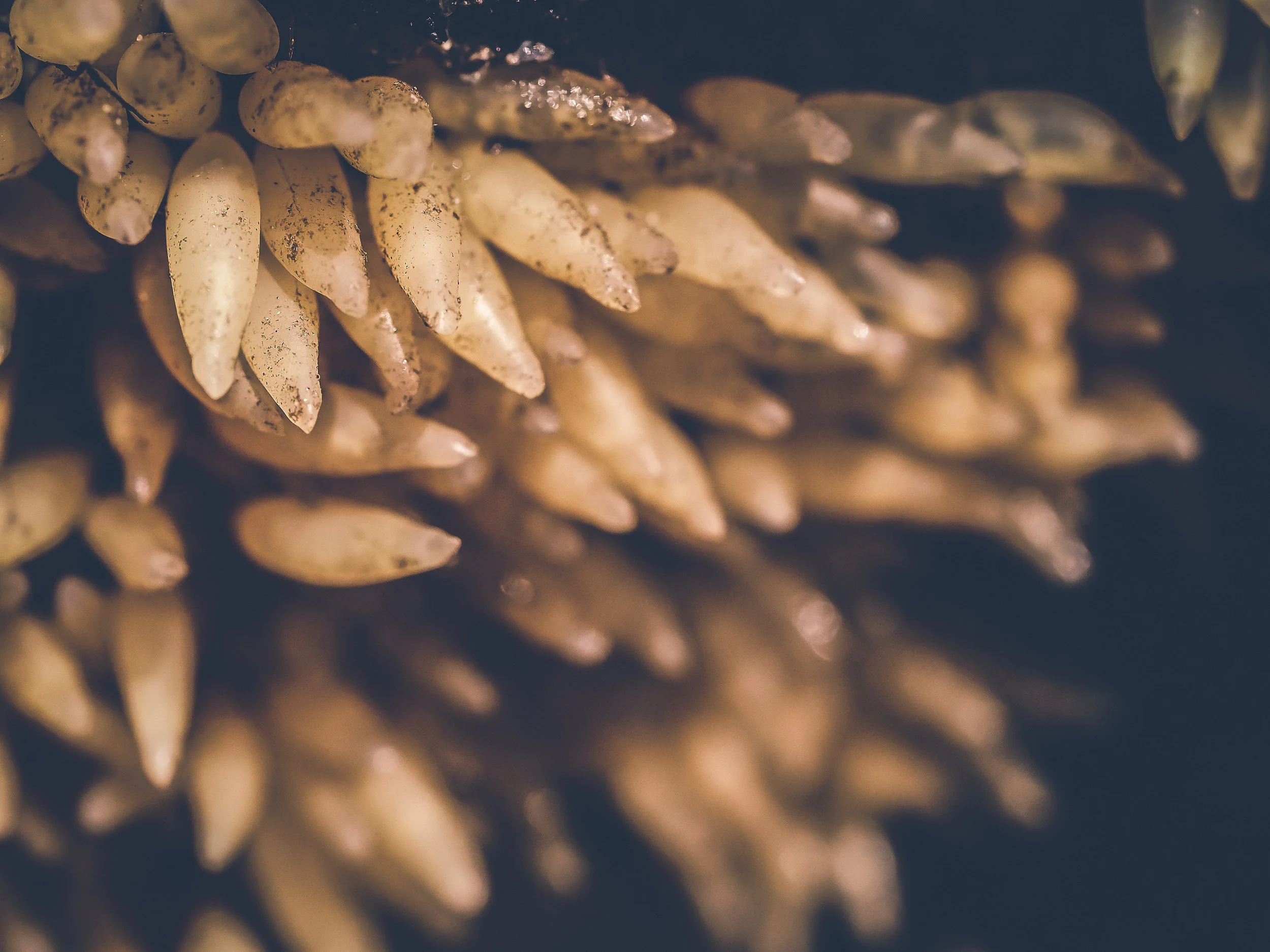 Whelk eggs-Constellation Beach