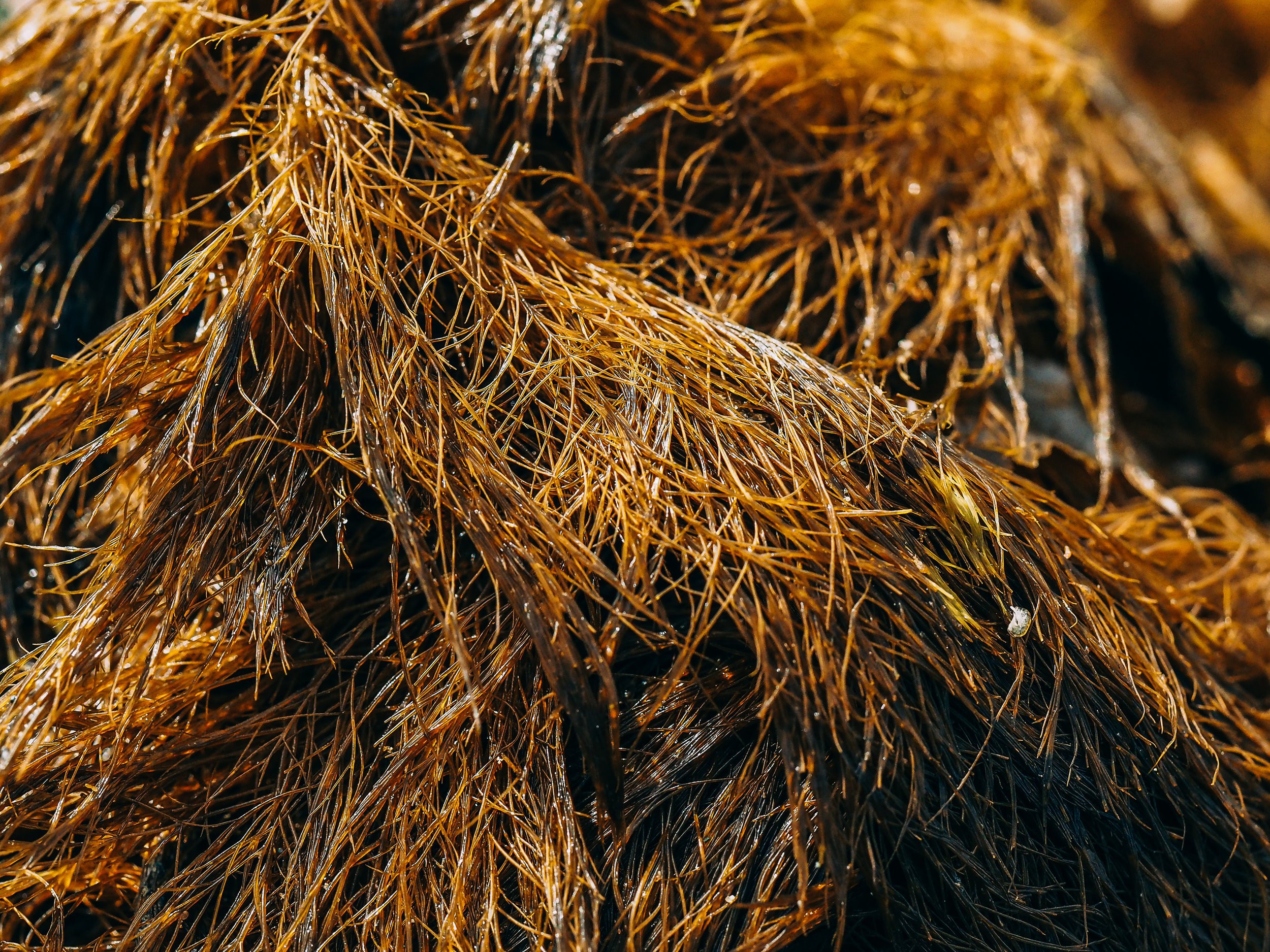   Stringy acid kelp/Witches hair-Constellation Beach  