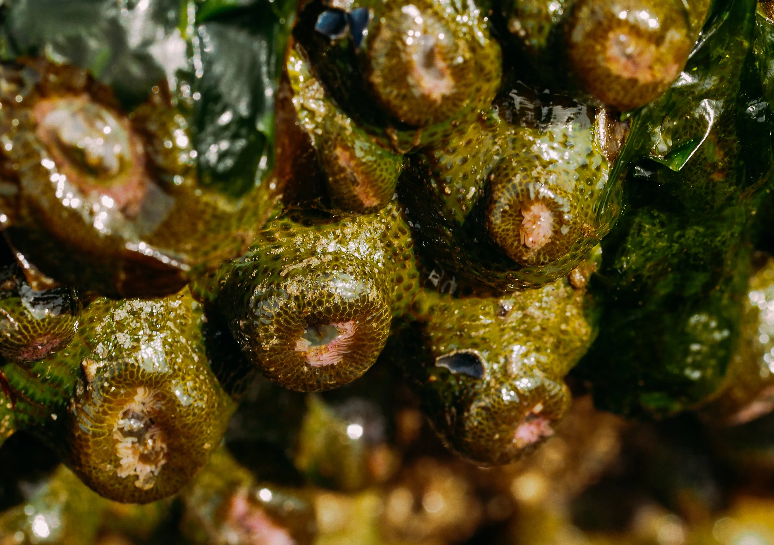 Aggregating anemones-Golden Gardens