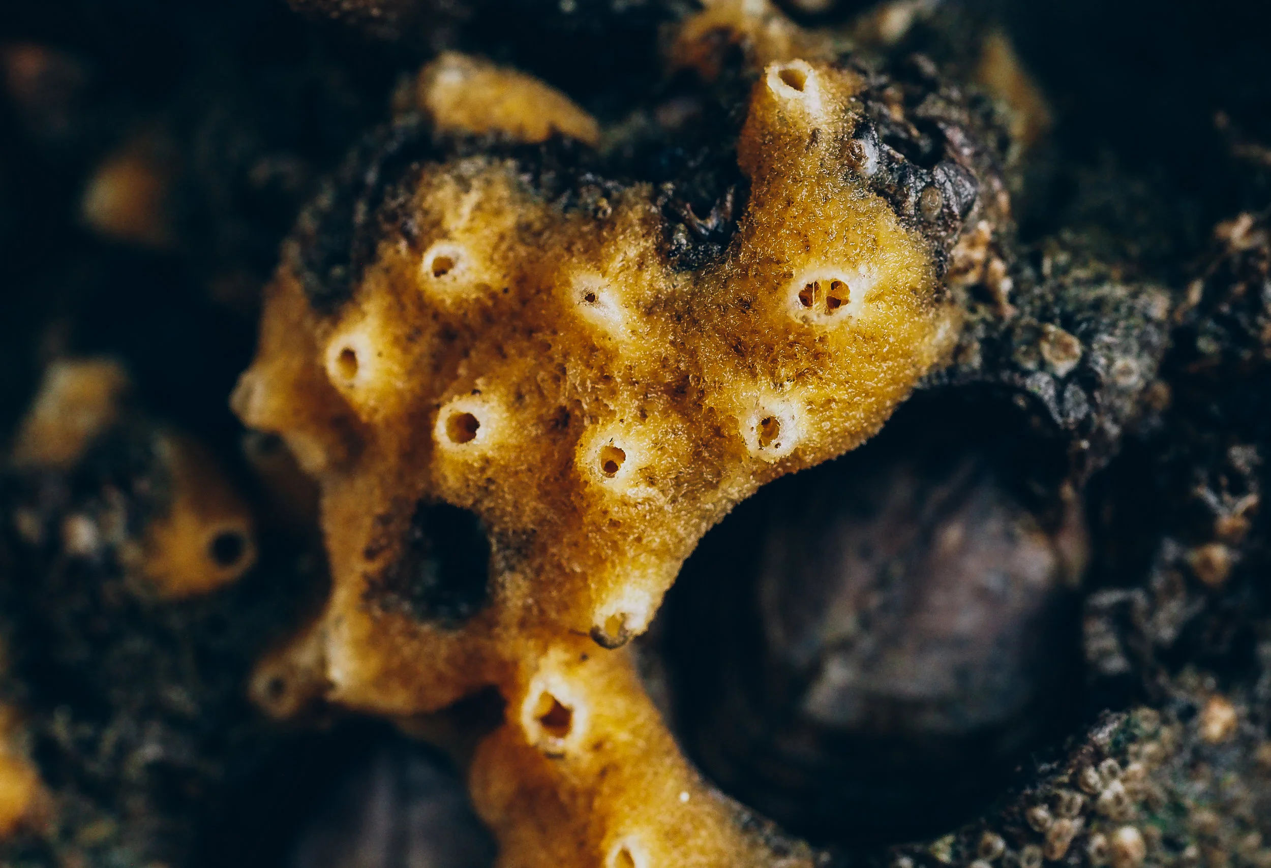 Breadcrumb sponge-Constellation Beach
