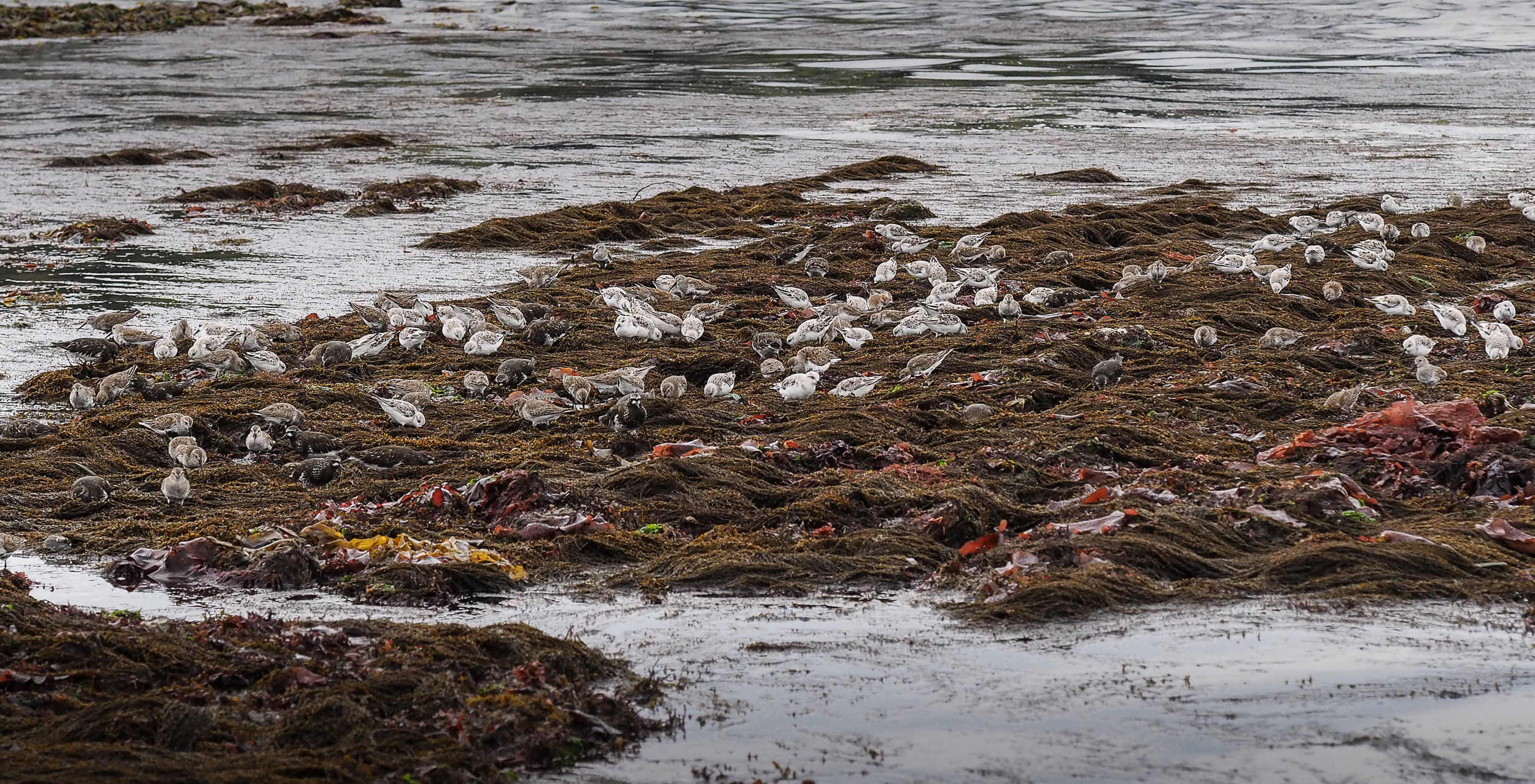   Shore birds- Constellation Beach  