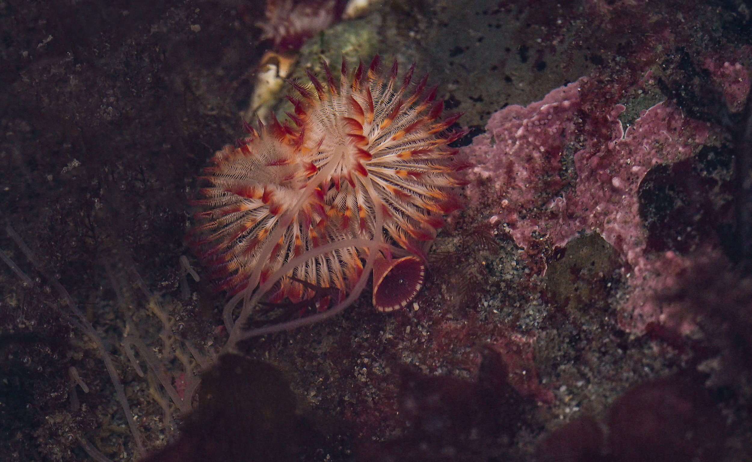   Calcareous tube worm-Constellation Beach  