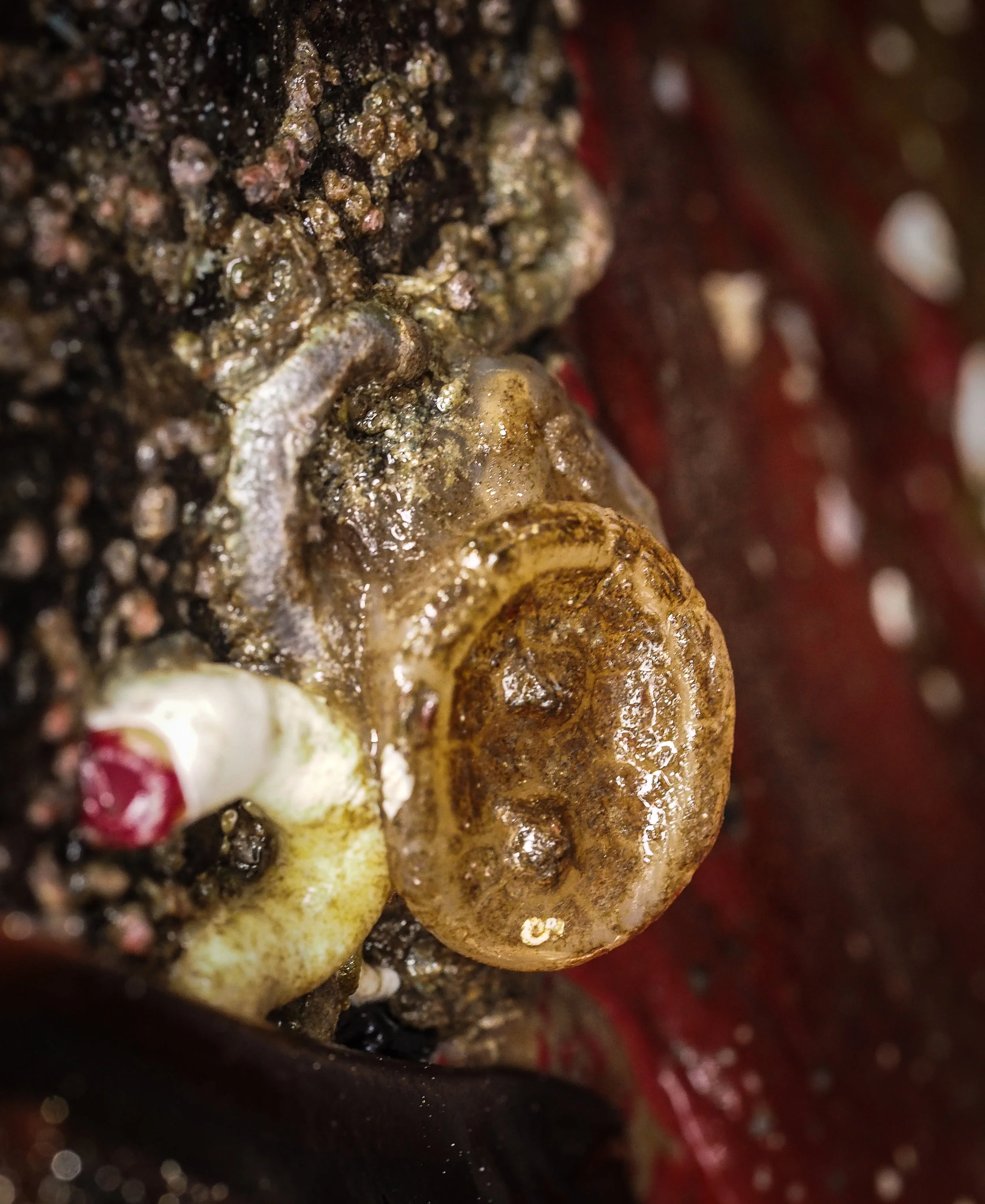 Flat top tunicate-Constellation Beach
