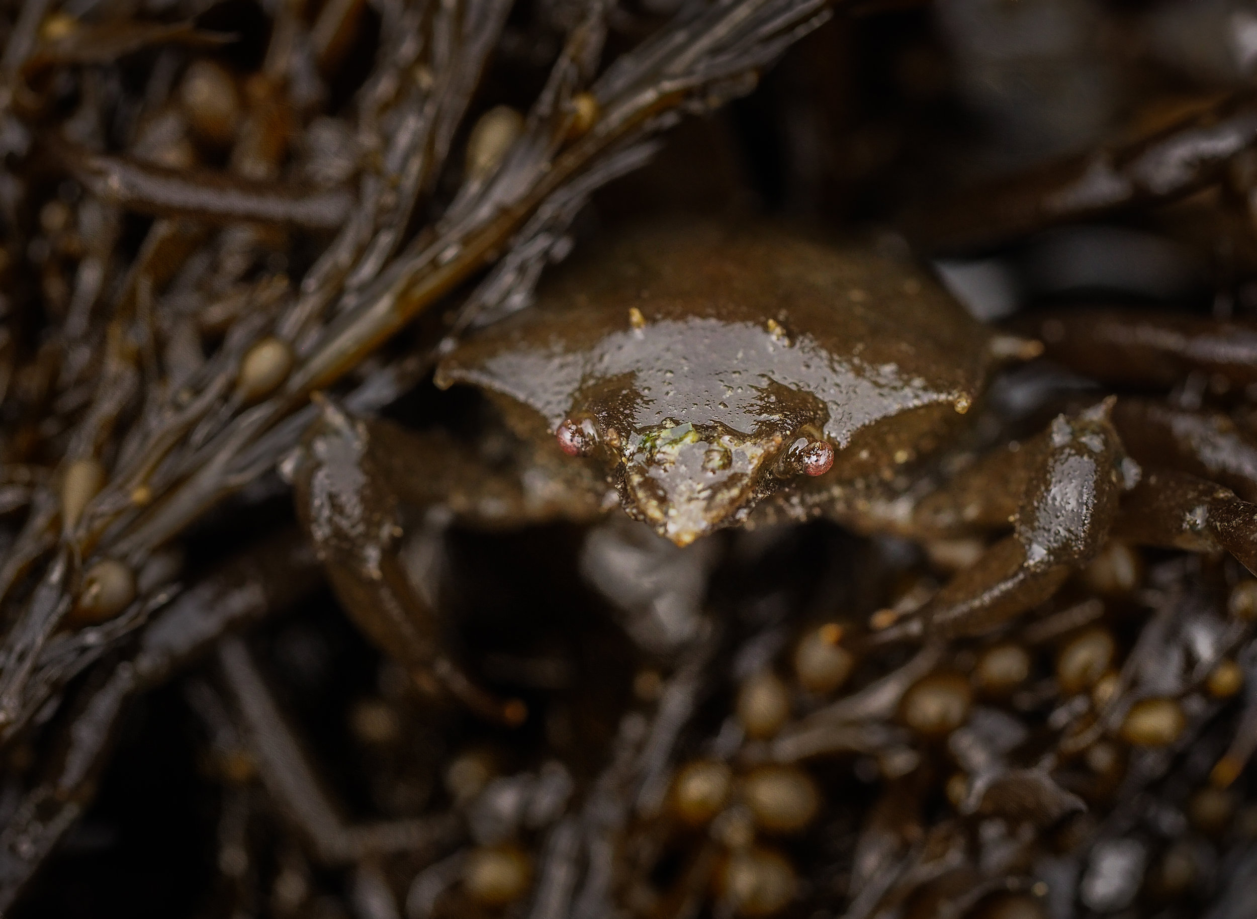   Kelp crab-Constellation Beach  