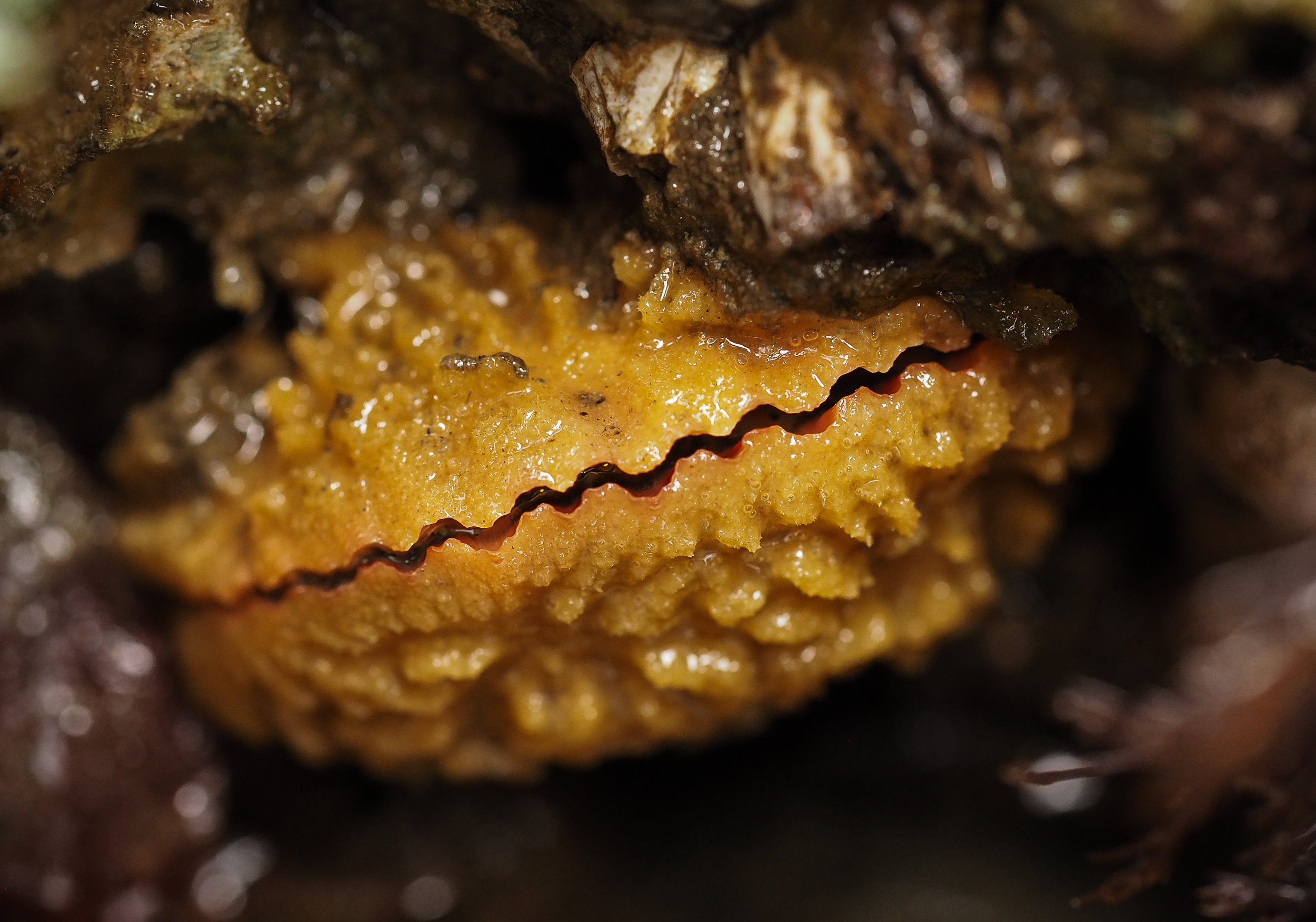   Spiny pink scallop covered in sponge-Constellation Beach  