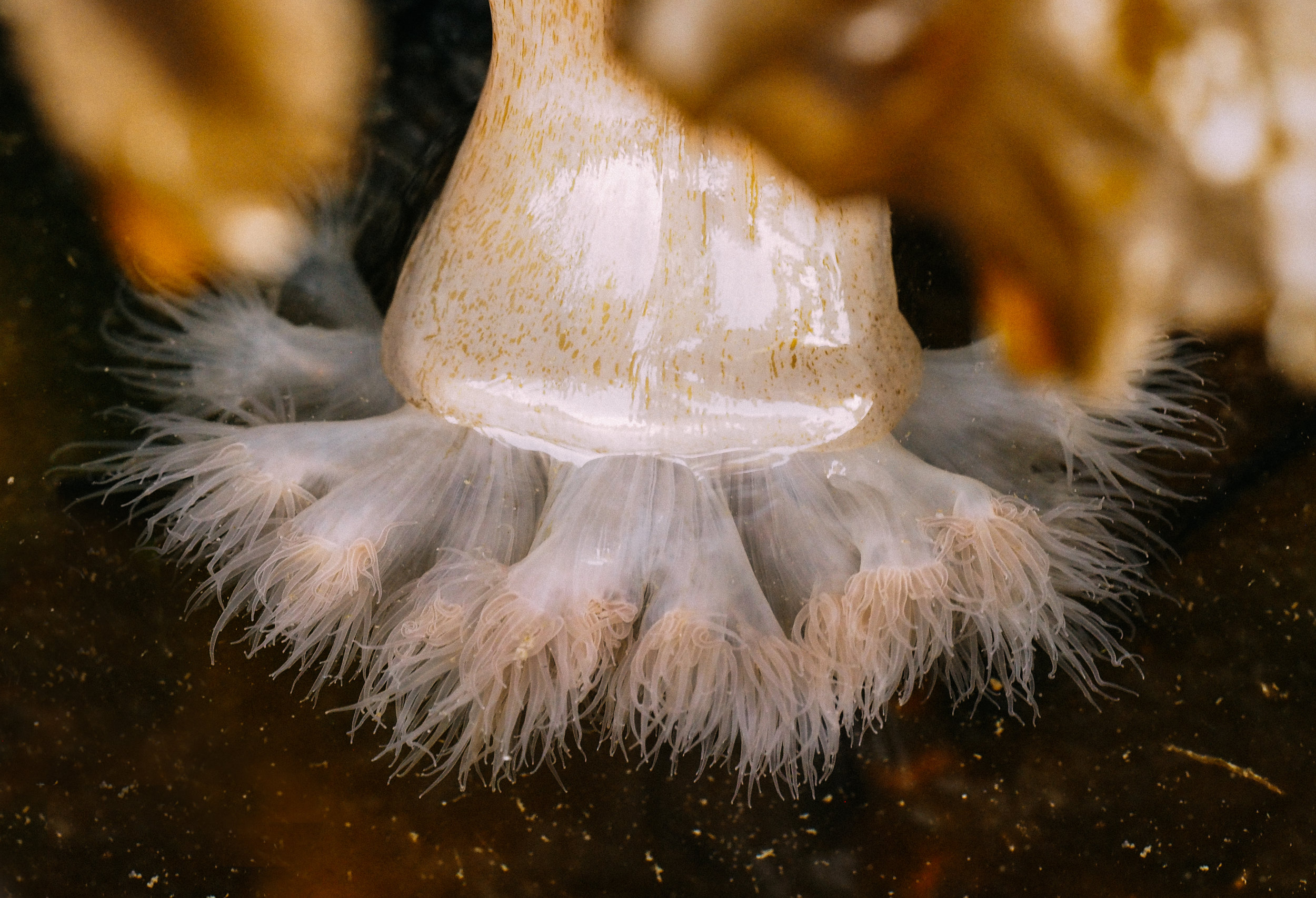   Plumose anemone-Constellation Beach  