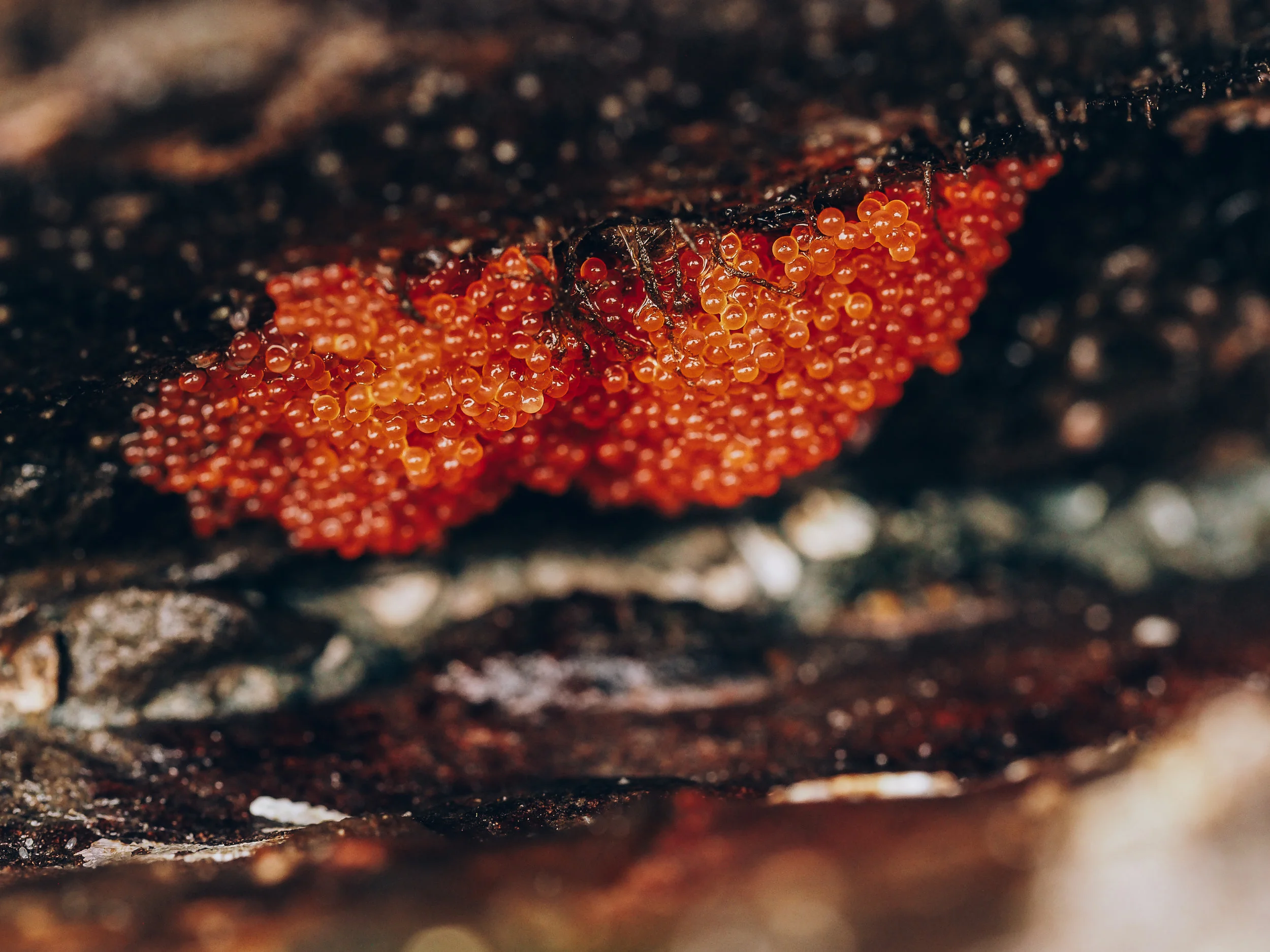 Sculpin eggs-Constellation Beach