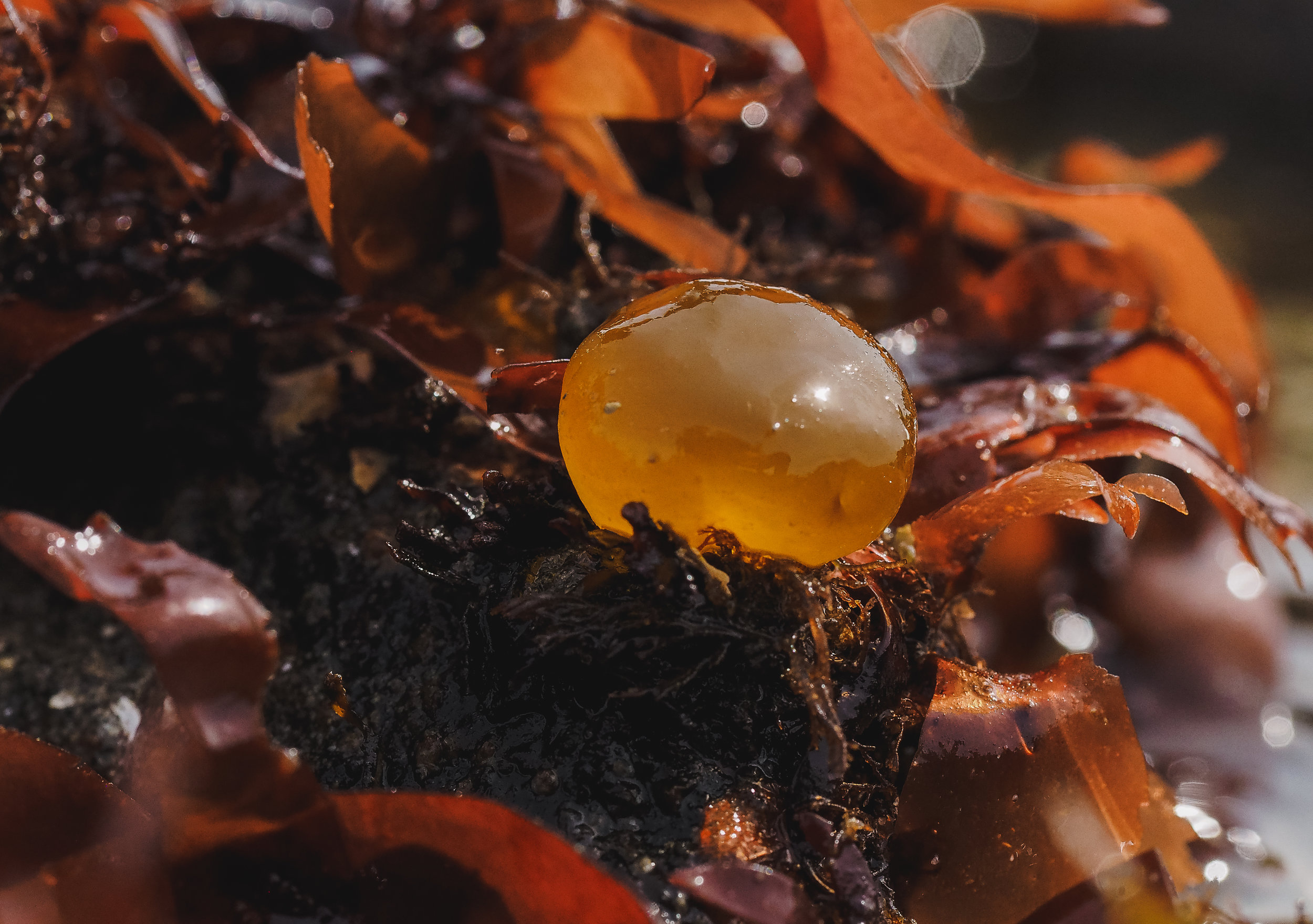   Sea grape-Constellation Beach  