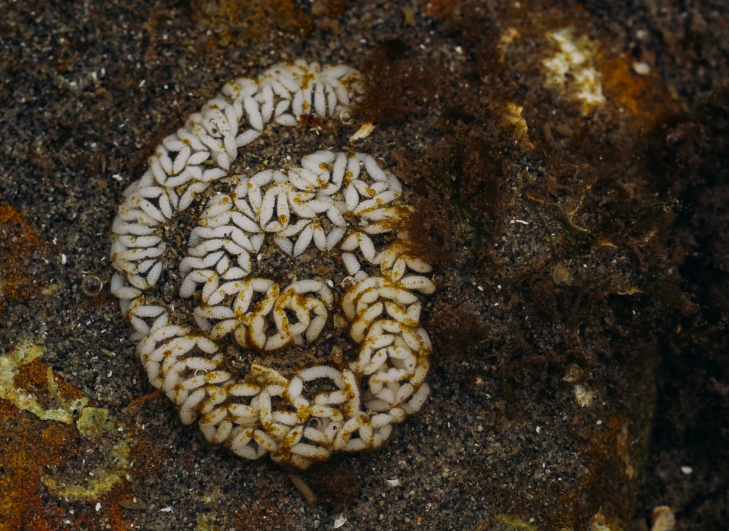 Shaggy mouse nudibranch eggs-Constellation Beach