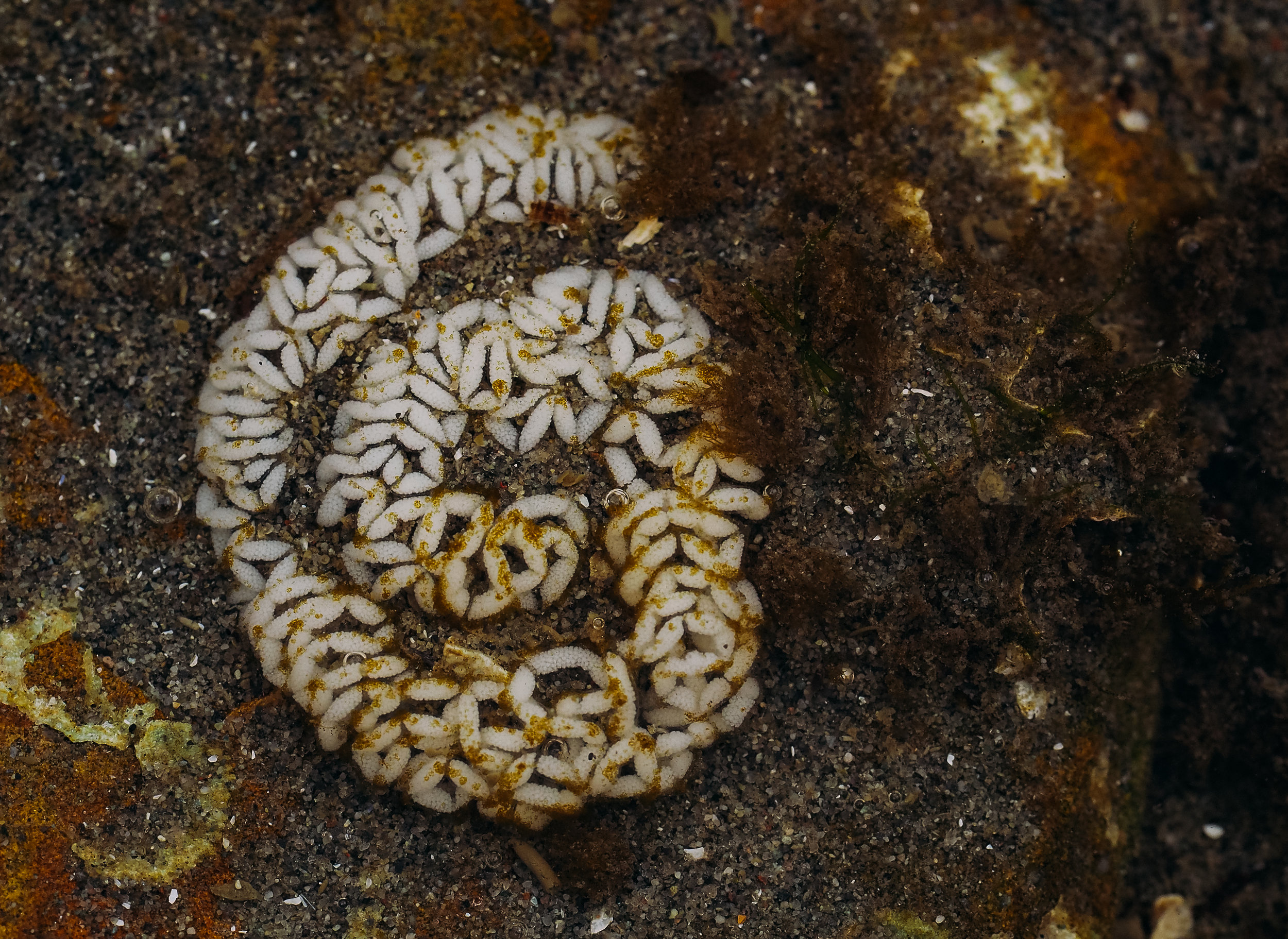   Shaggy mouse nudibranch eggs-Constellation Beach  