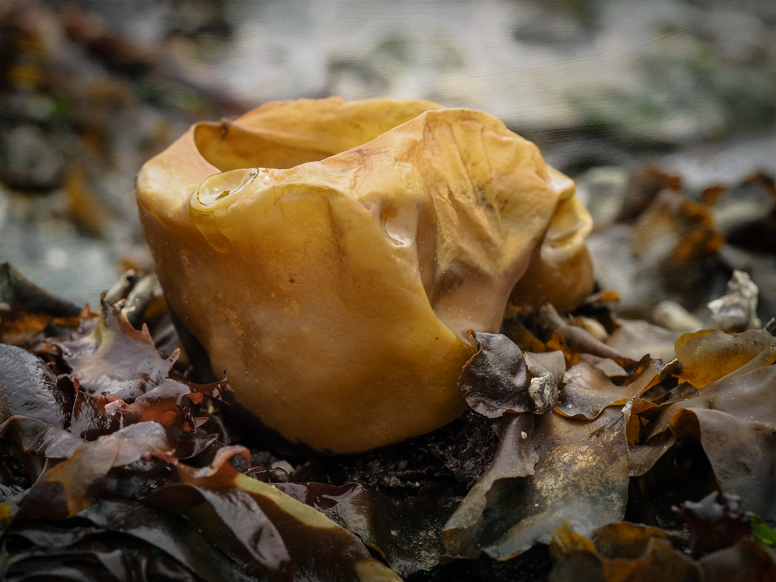   Seaweed- Constellation Beach  