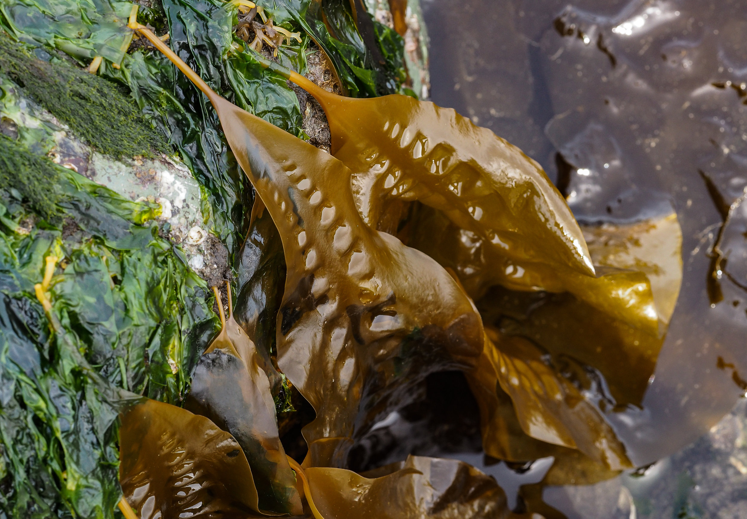   Sugar kelp-Golden Gardens  