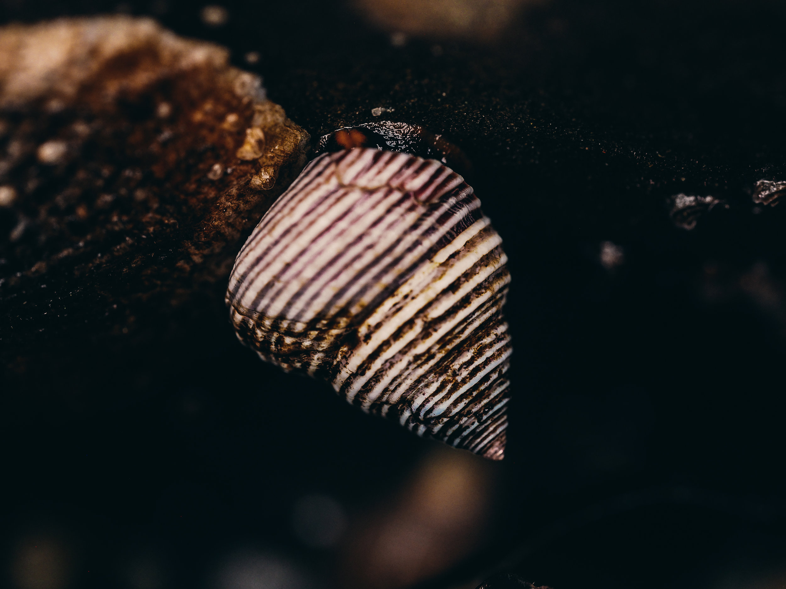   Top snail-Constellation Beach  