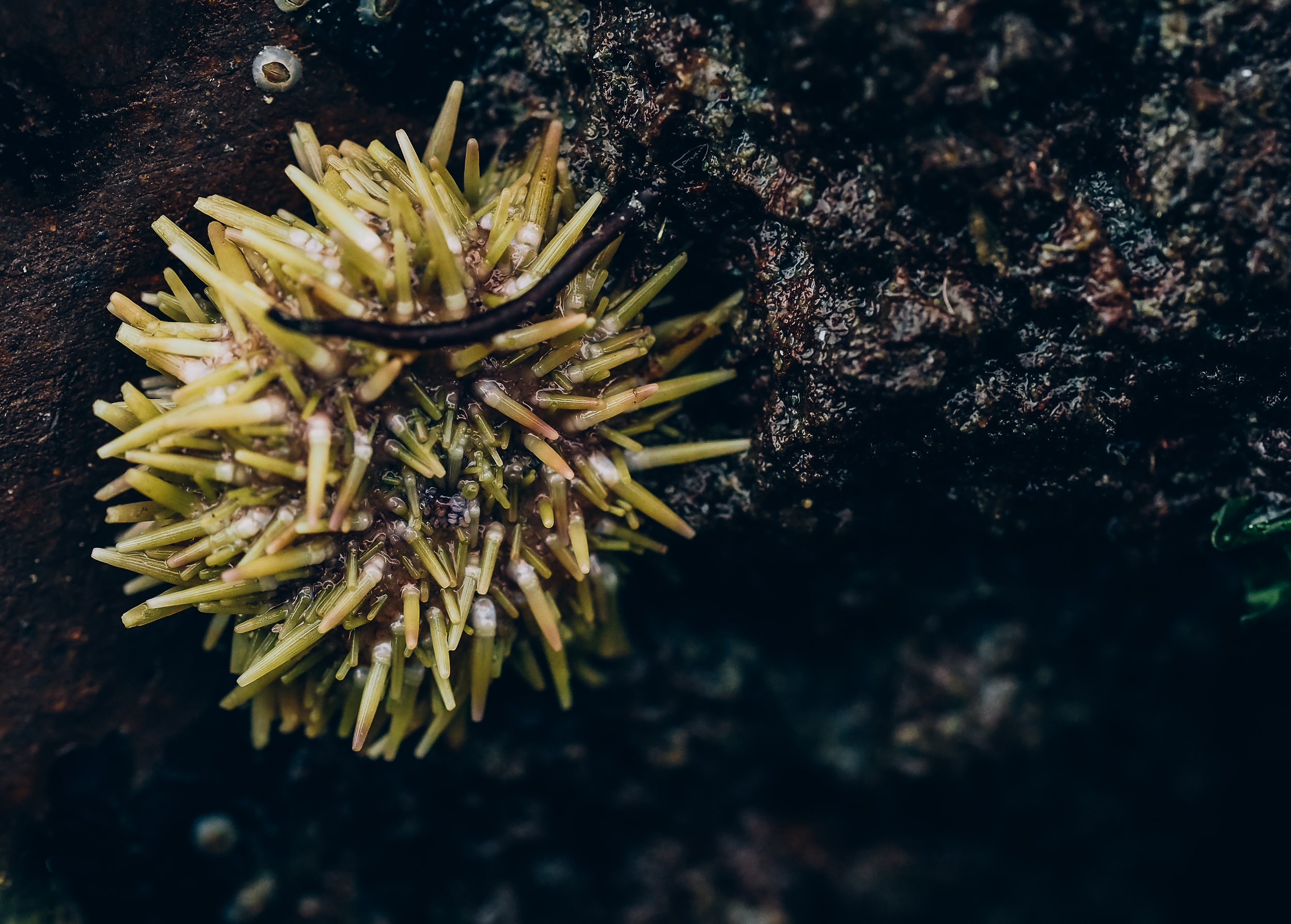   Green sea urchin-Constellation Beach  