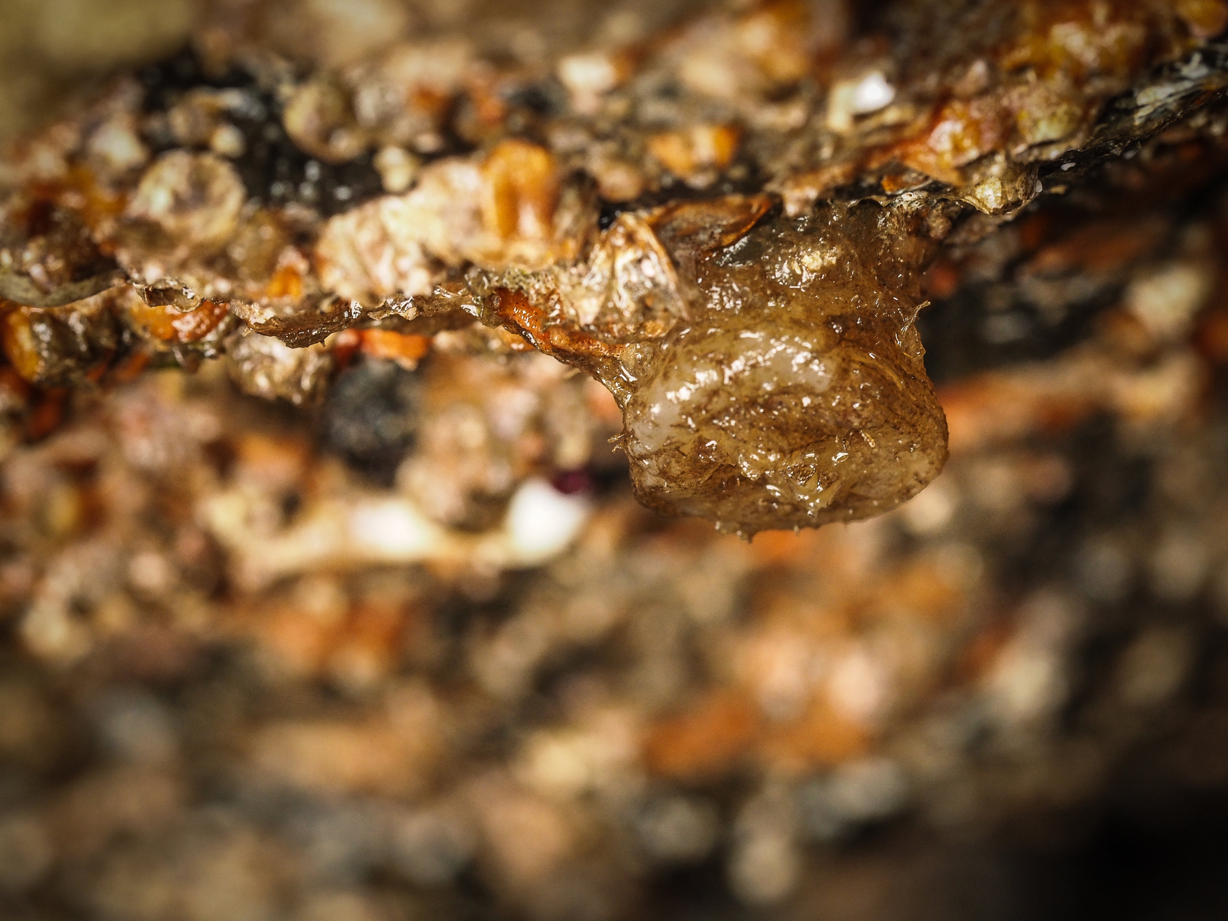   Flat top tunicate-Constellation Beach  