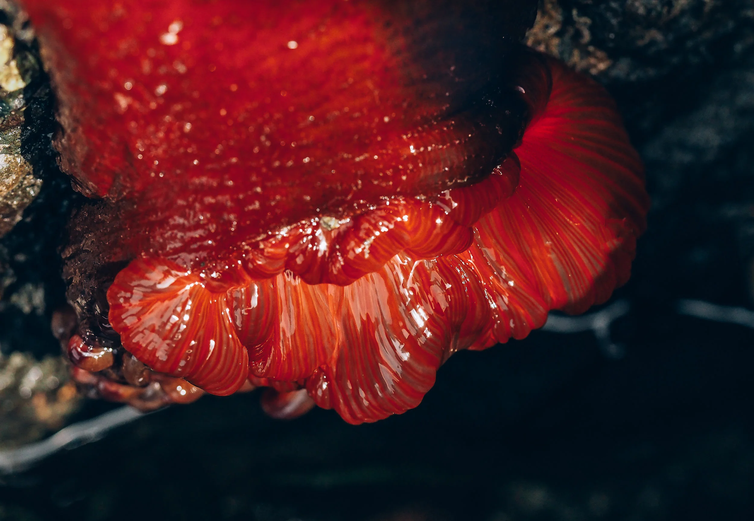 Painted anemone, belly hanging out! Constellation Beach.