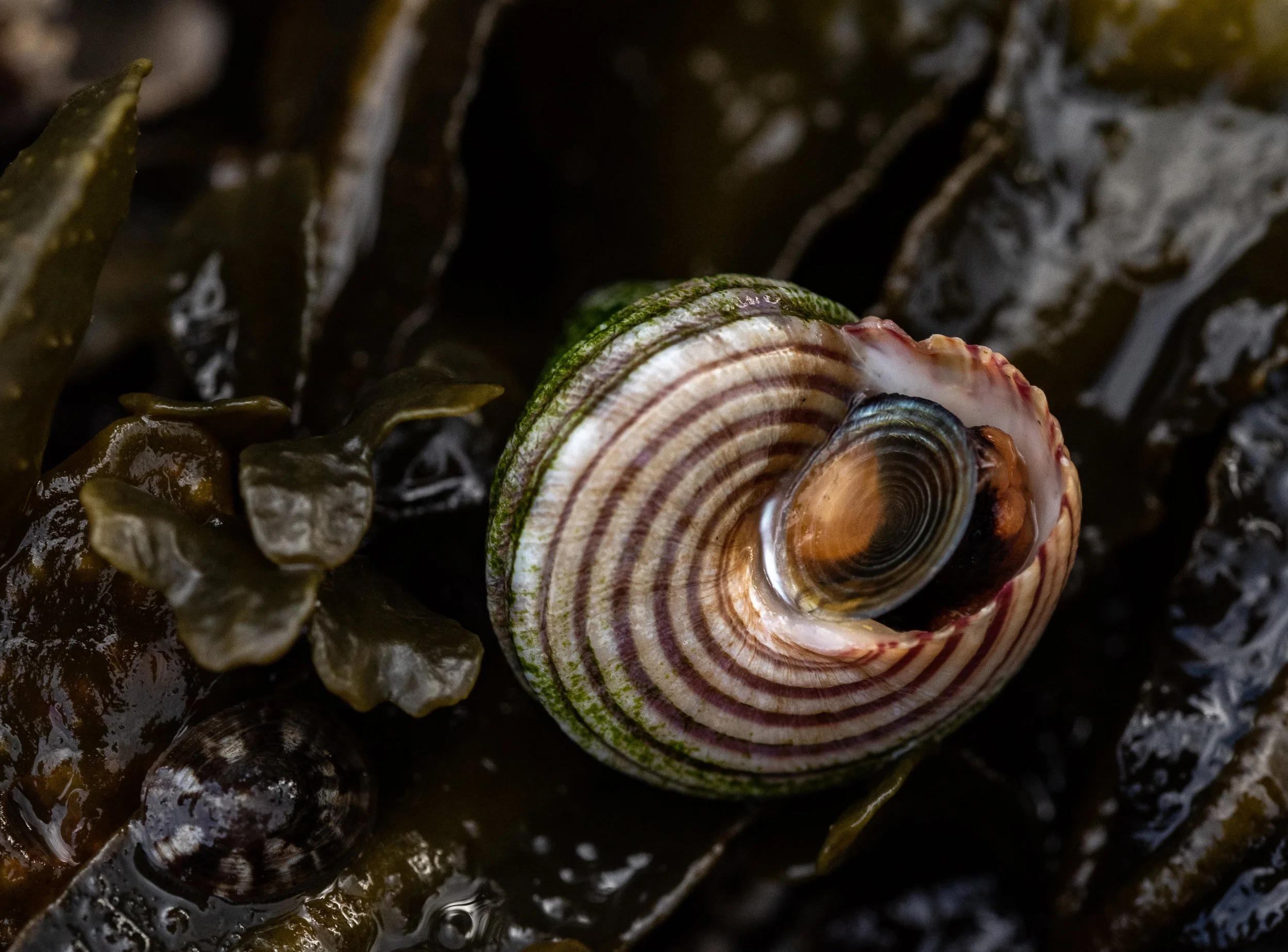 Top Snail