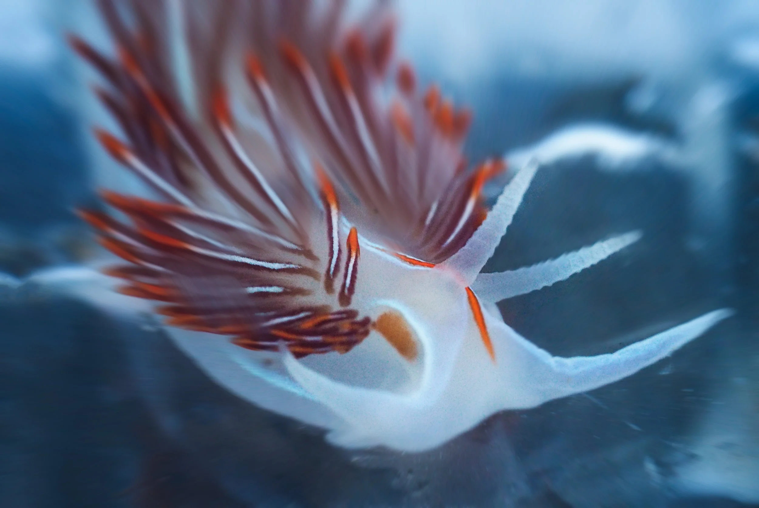 Opalescent Nudibranch, Cannon Beach, OR