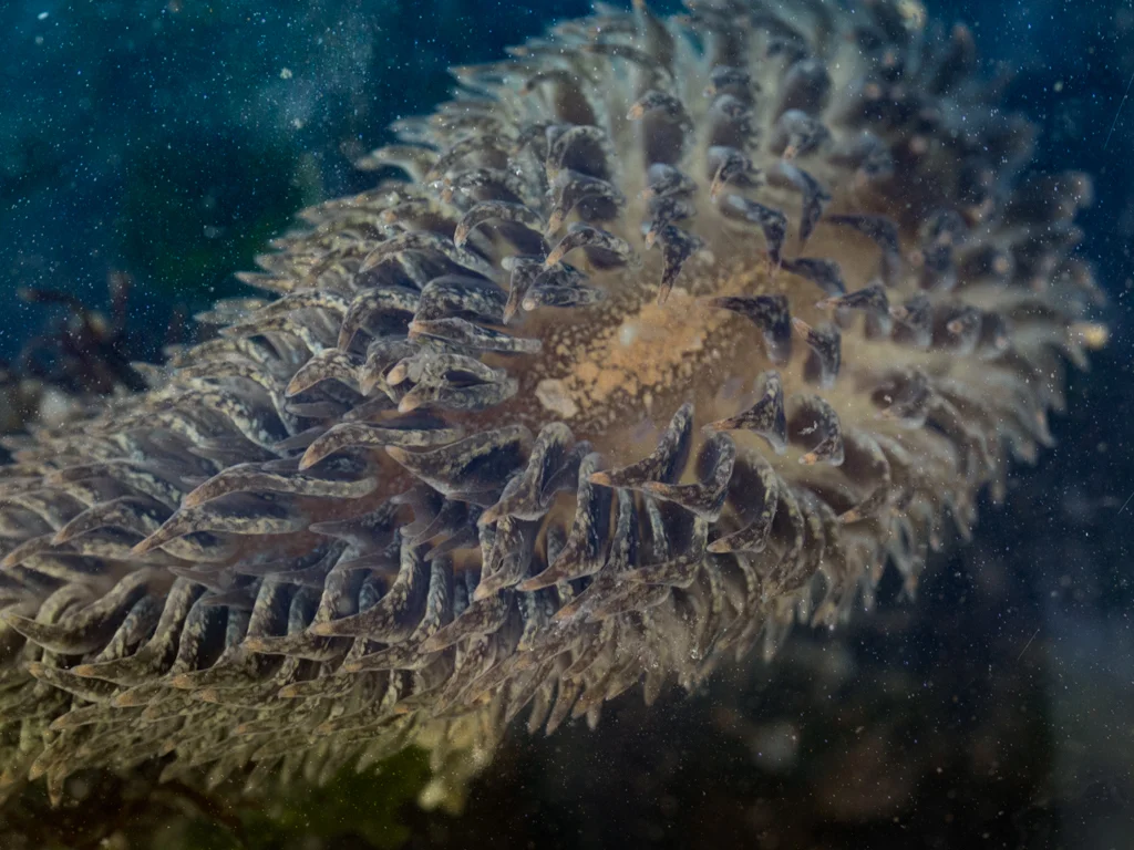 Shaggy Mouse Nudibranch, Cannon Beach, OR