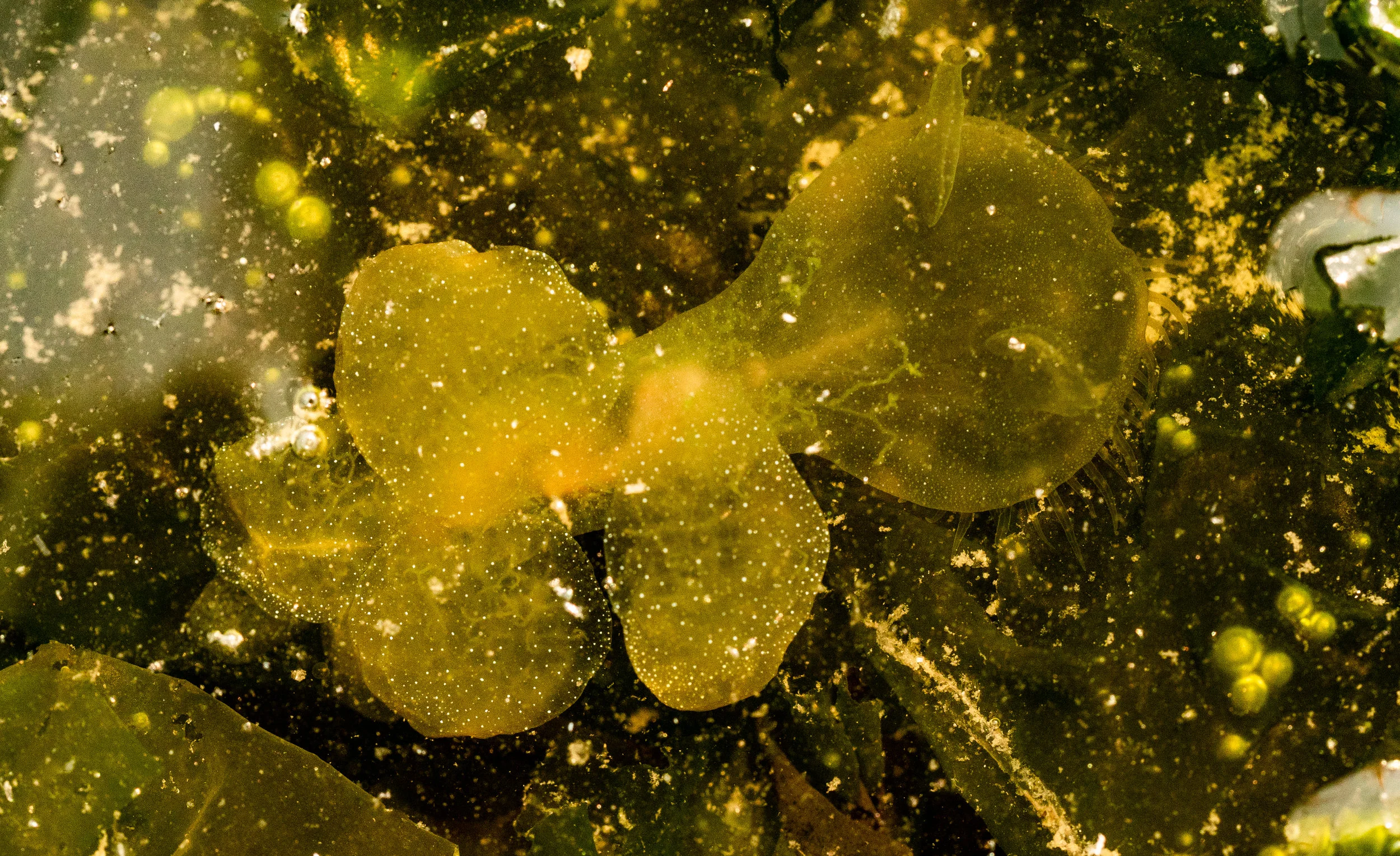Hooded nudibranch//Melibe leonina