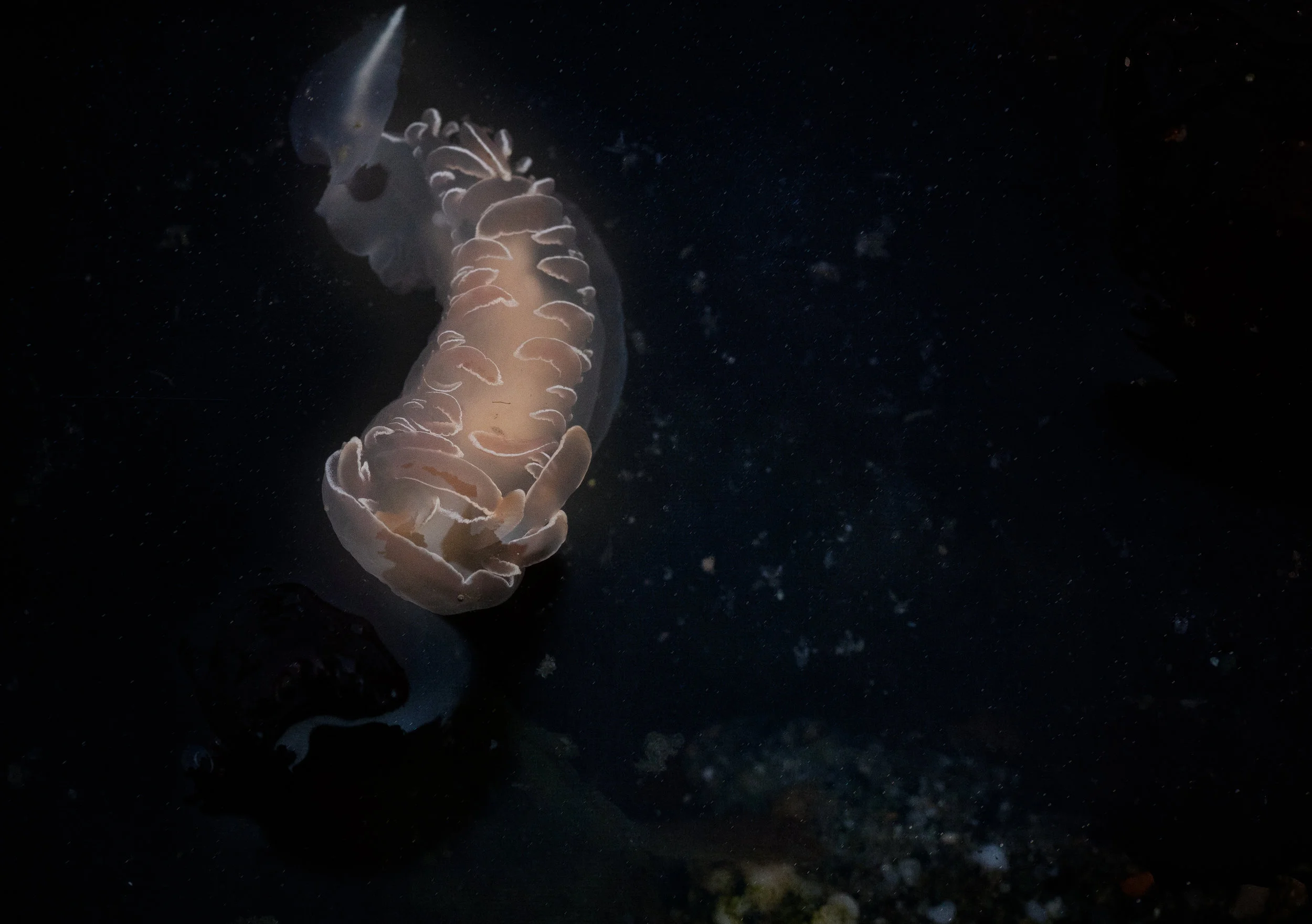 I have said it before and I will say it agin, White lined dironas//Dirona albolineata are my favorites. So elegant. 