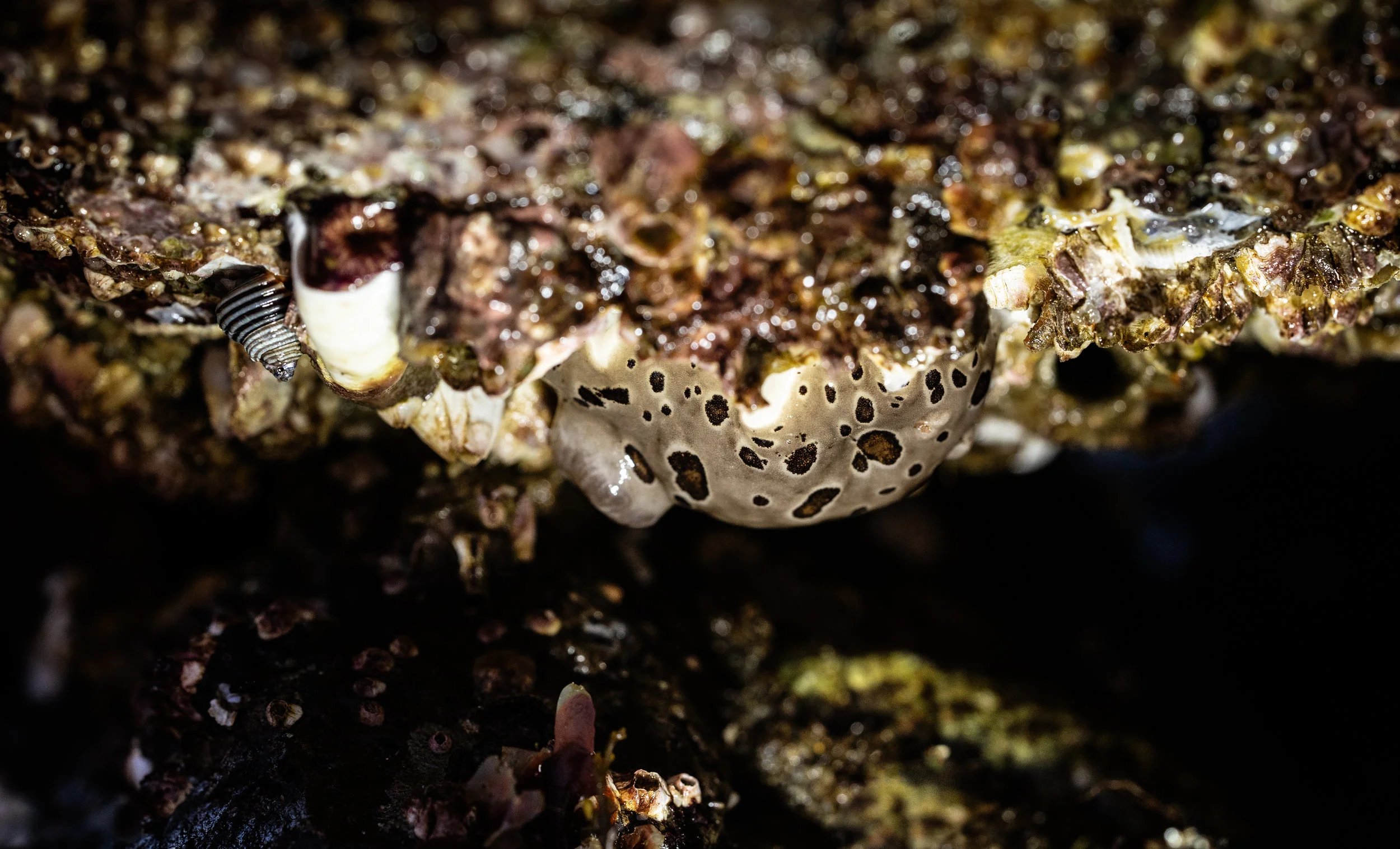 So many Leopard Dorids//Diaulula sandiegensis this summer on West Seattle beaches.
