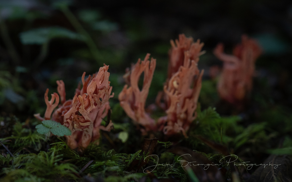 Ramaria sp.