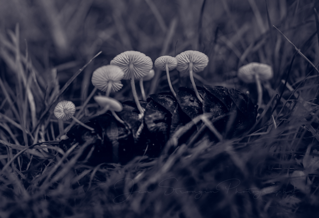 Pinecone Dwellers