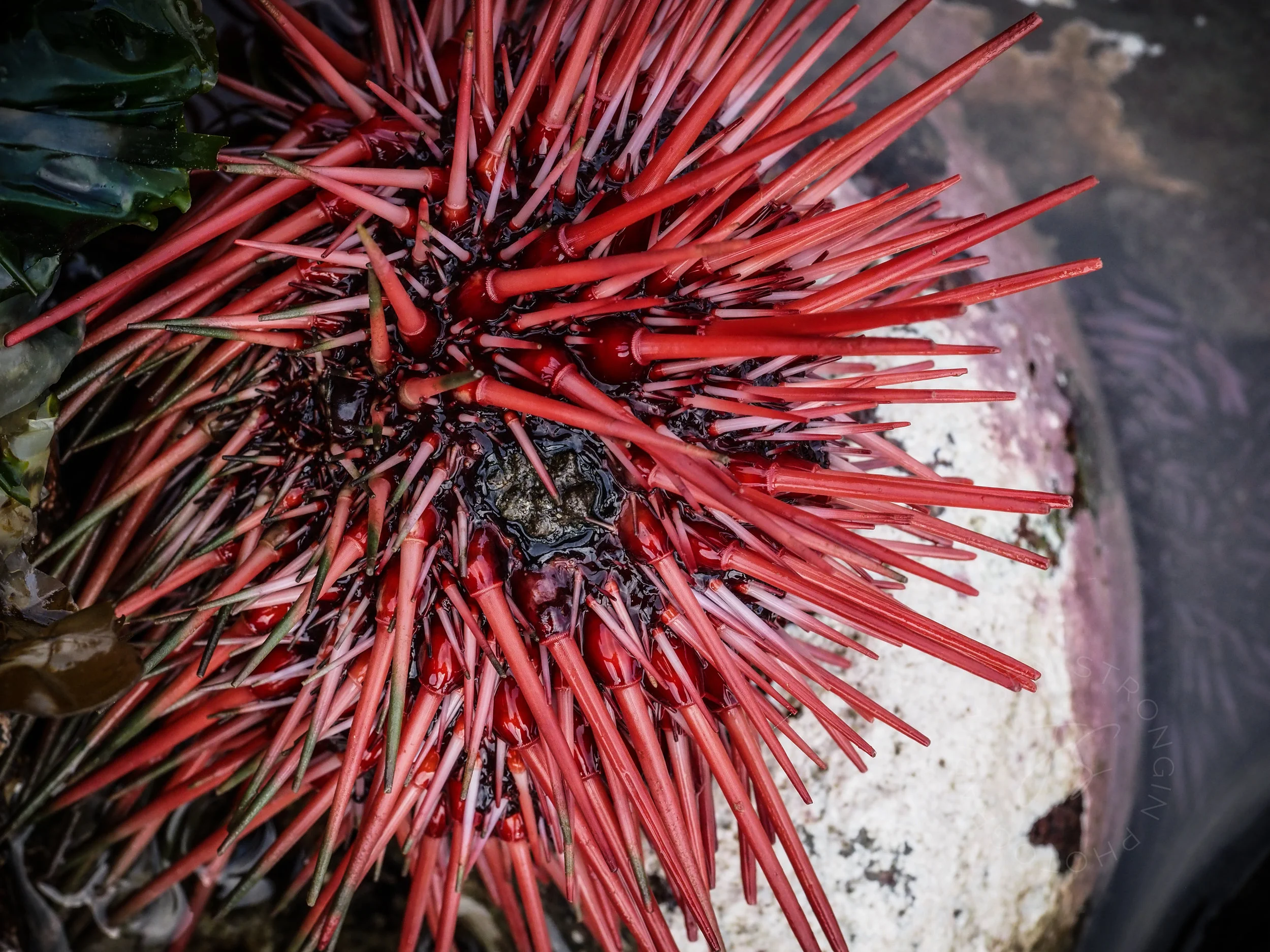 Red Sea Urchin. So huge and beautiful! They have a lifespan of 100+ years.