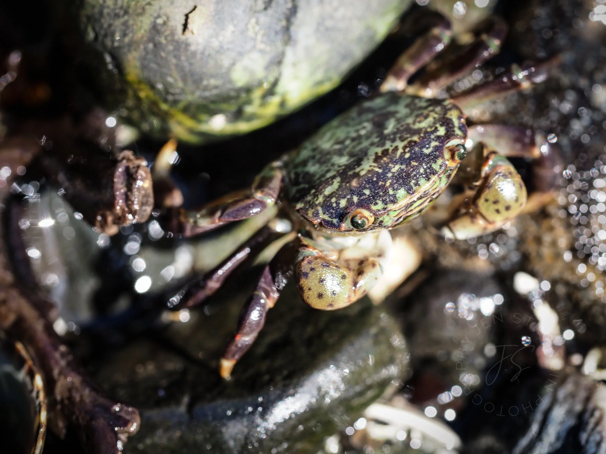 Shore crab giving me the stink eye
