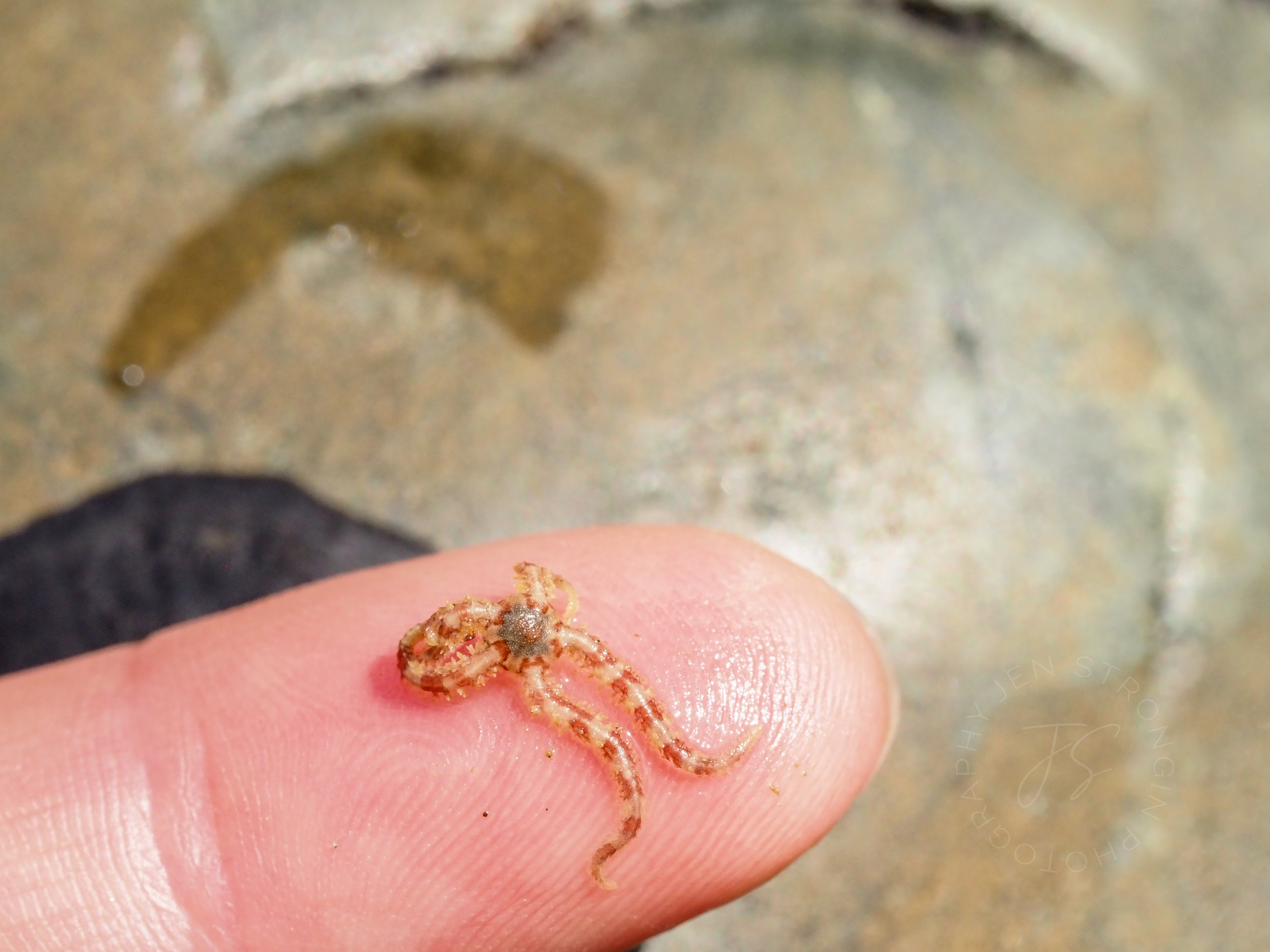 Brittle star