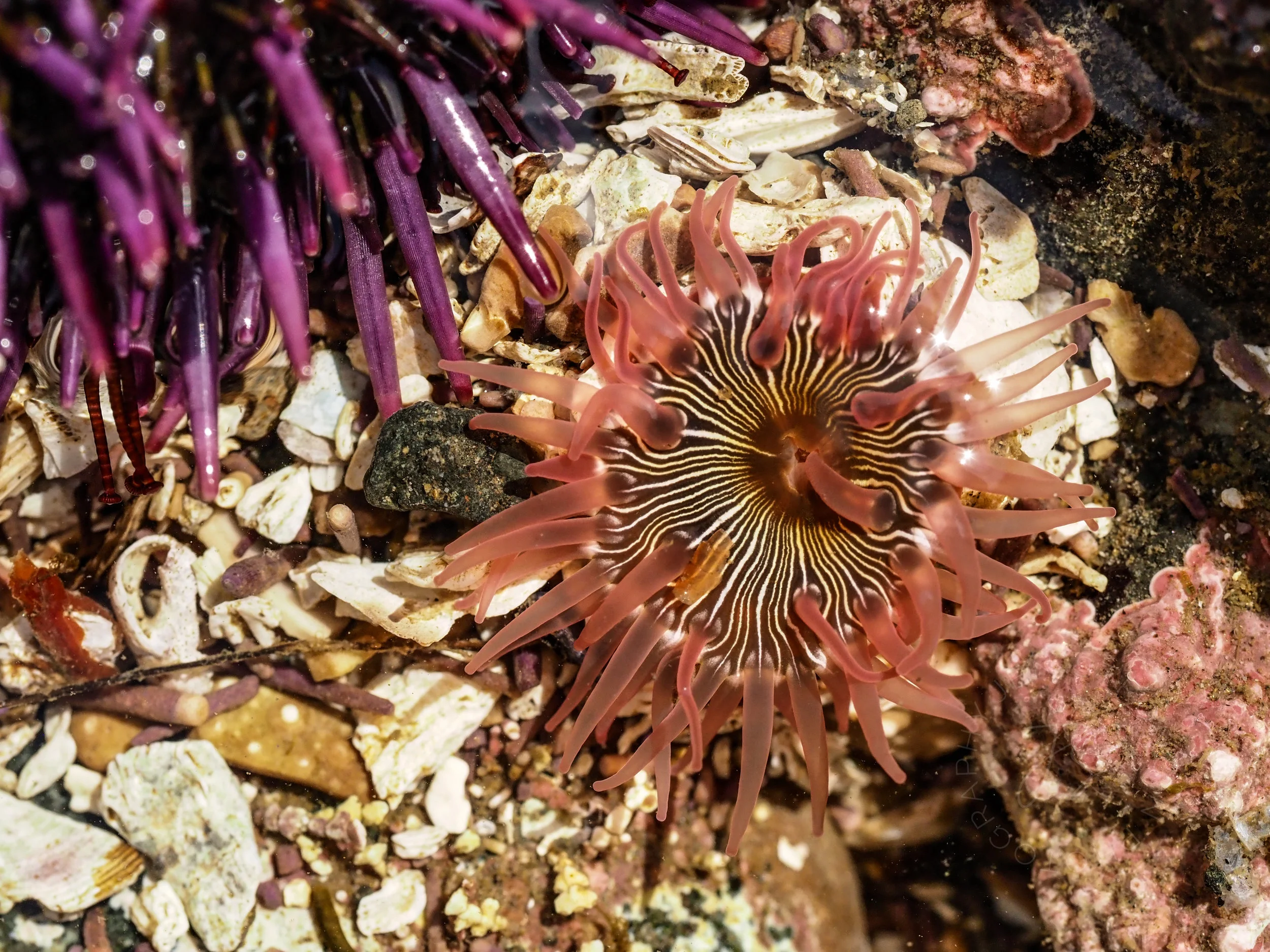 Brooding anemone