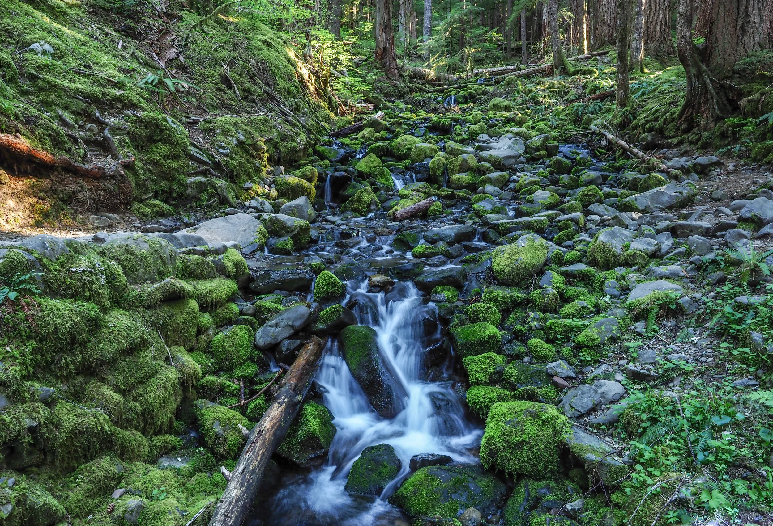 On the trail in the early am to Sol Duc Falls