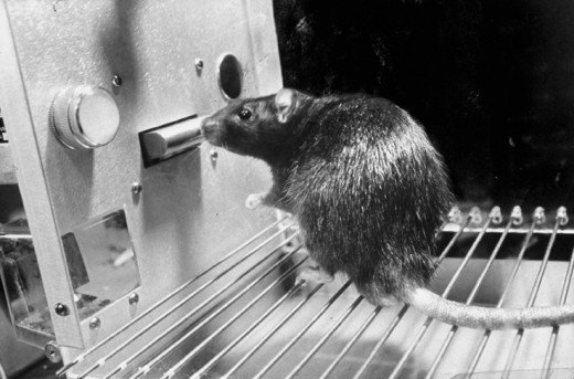 Skinner Rat.jpg