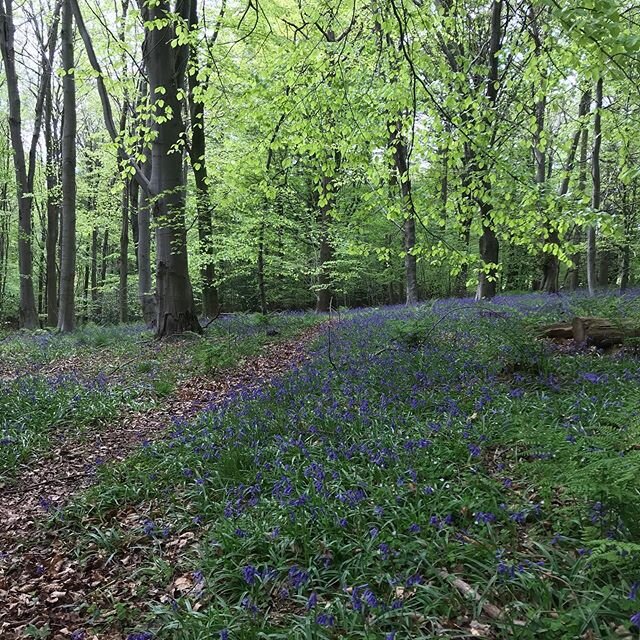 Bluebell woods #flowers #woodlovers #colour#rowlandsgill