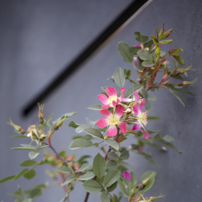 Colm Joseph RHS Chelsea rosa glauca steel screen garden design.jpg