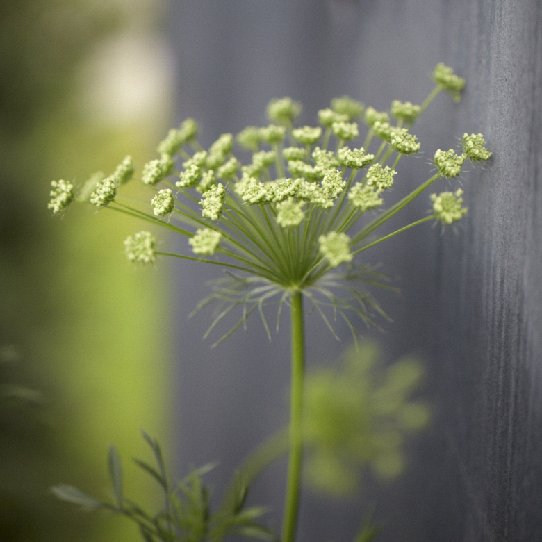 Colm Joseph Gardens Garden Designer Cambridge Suffolk Norfolk Essex Hertfordshire London
