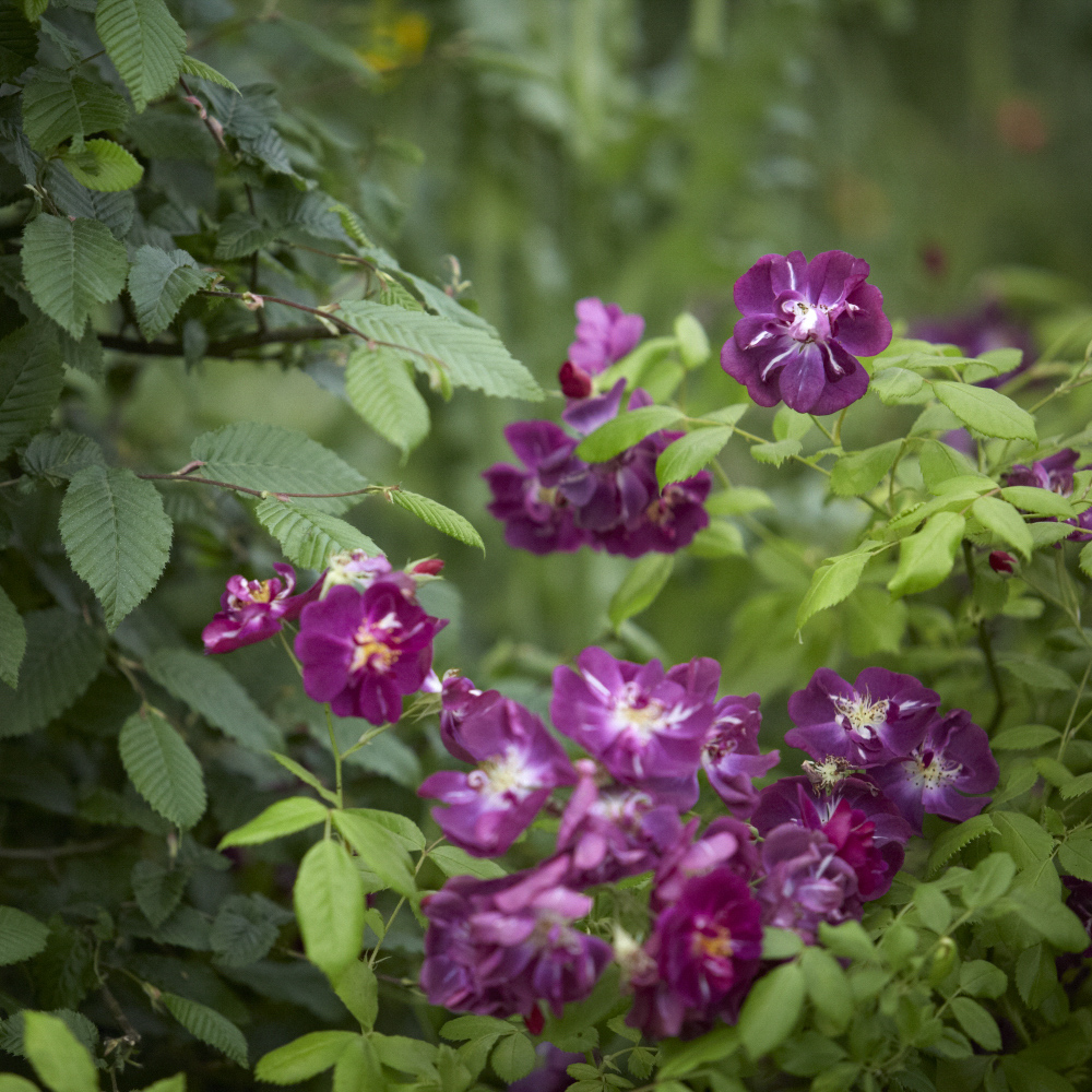 house & garden magazine rhs chelsea flower show — colm joseph