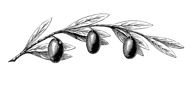 olives leaves.png