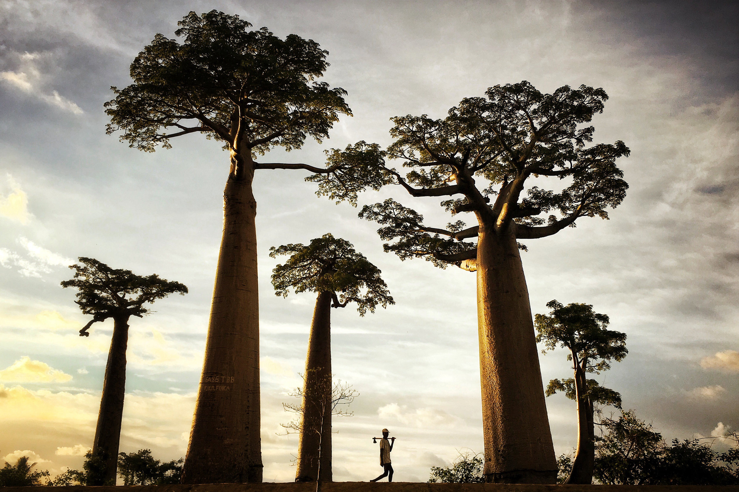  A man walks through the Avenue of the Baobabs at dusk near Morondava, Madagascar 
