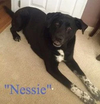 When a Beloved Family Pet Passes, Kids Who are Away are Often Hit Hard...