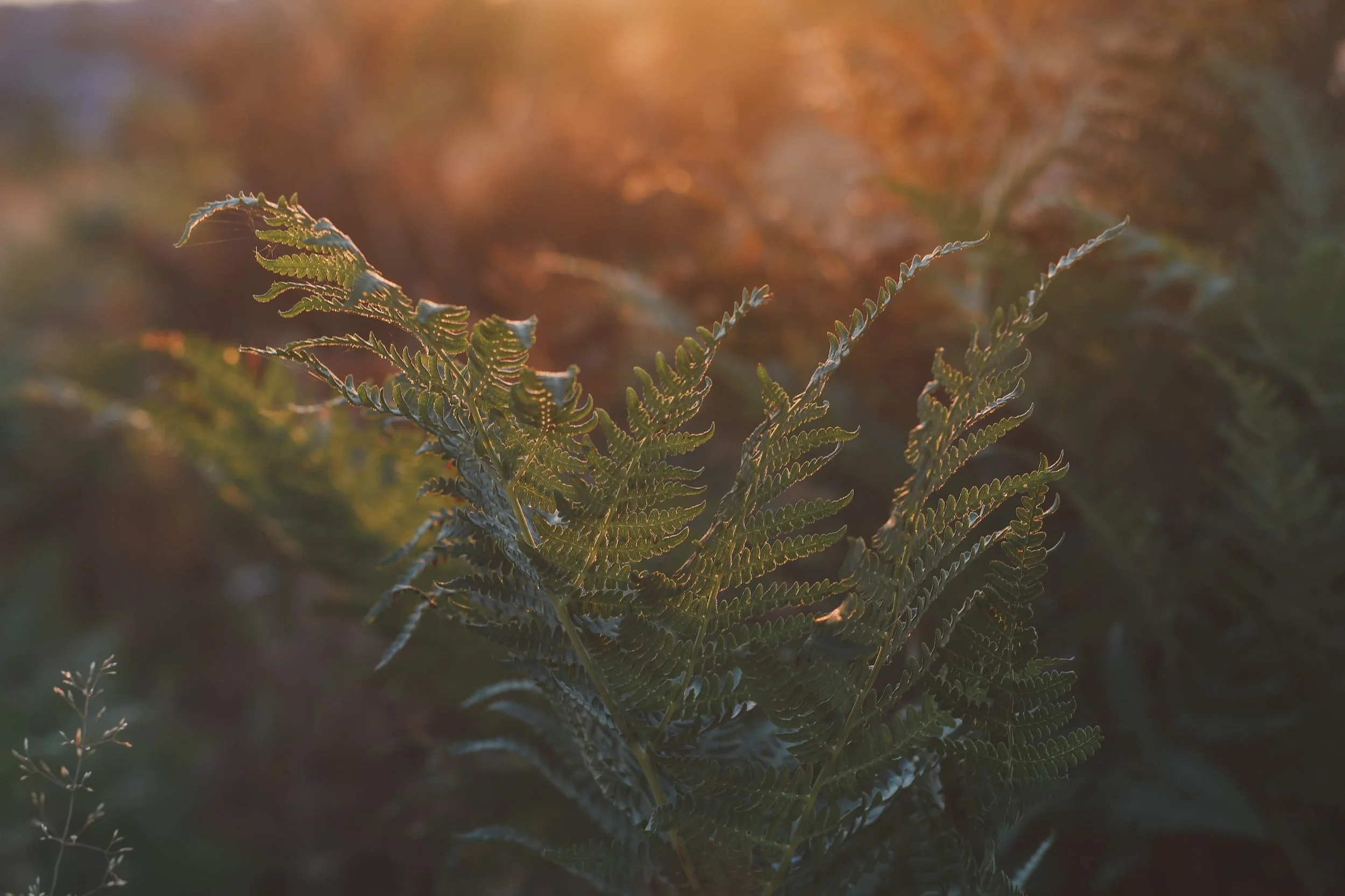 EFFECTIVE STEWARDSHIP STRATEGIES TAKE TIME TO DEVELOP – NEVER RUSH IT!