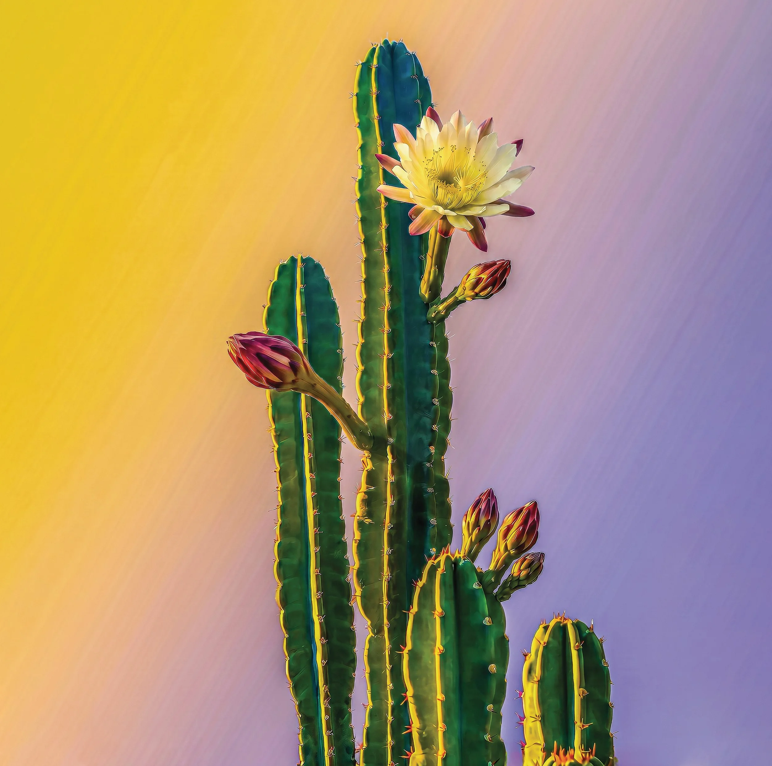12x12 Cereus v2.jpg