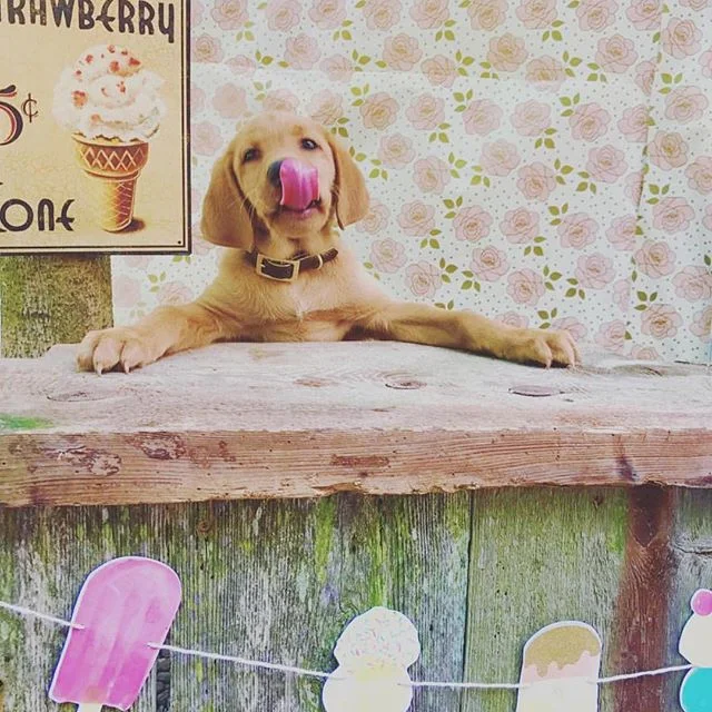cedar ice cream.jpg