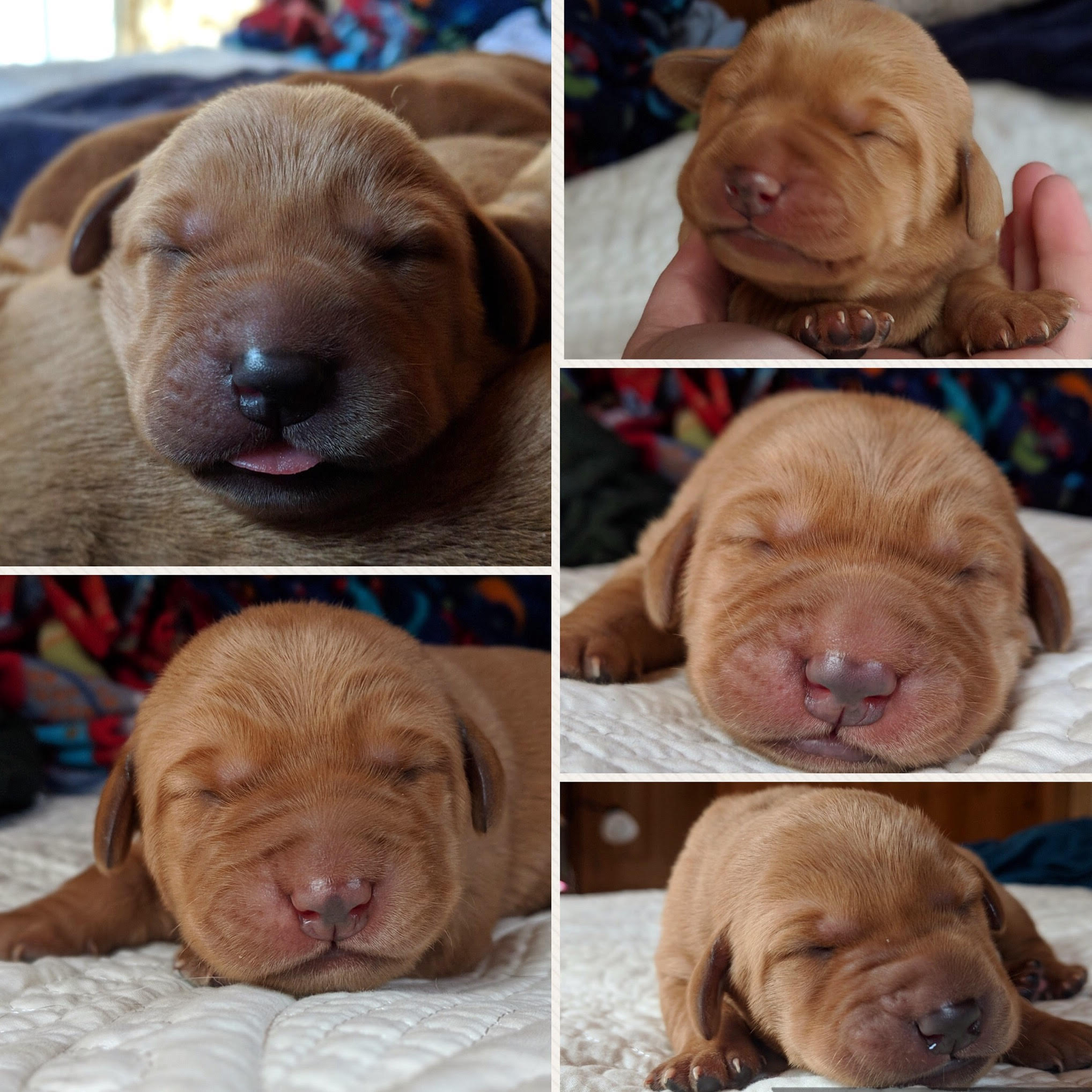 5 puppies 5 days old.jpg