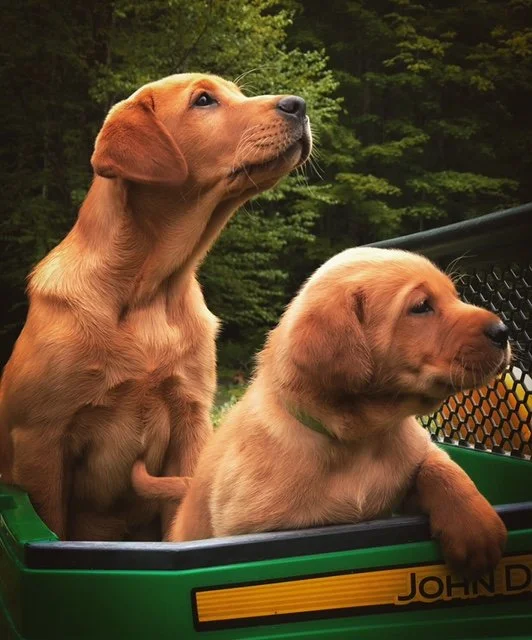 Started Labrador Retrievers — BENTLEY BROOK RETRIEVERS