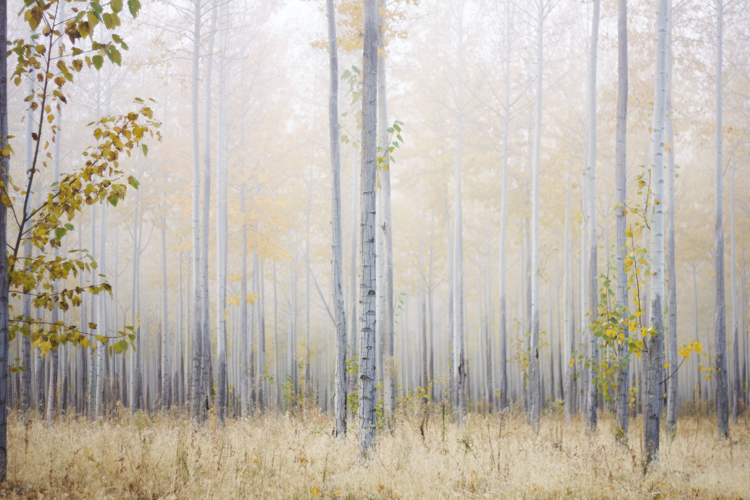 By Samantha Liddick