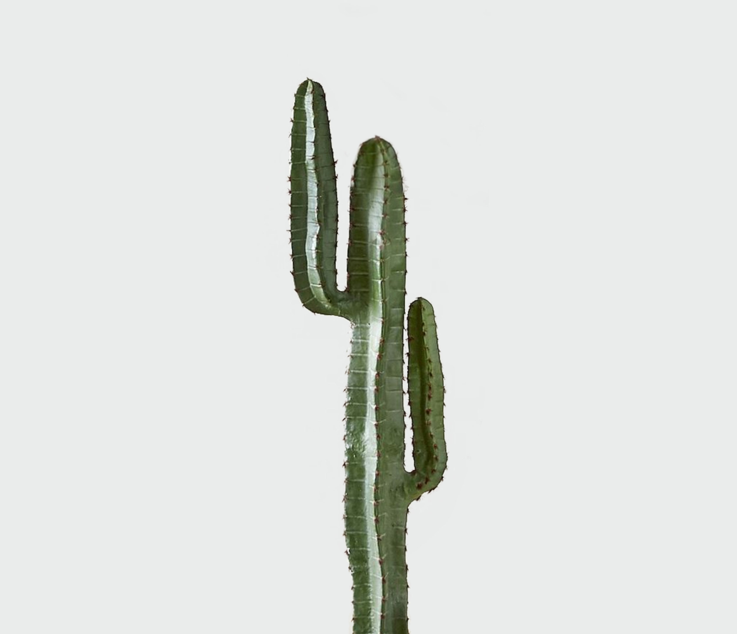 Desert_Cactus_black_nostand.jpg
