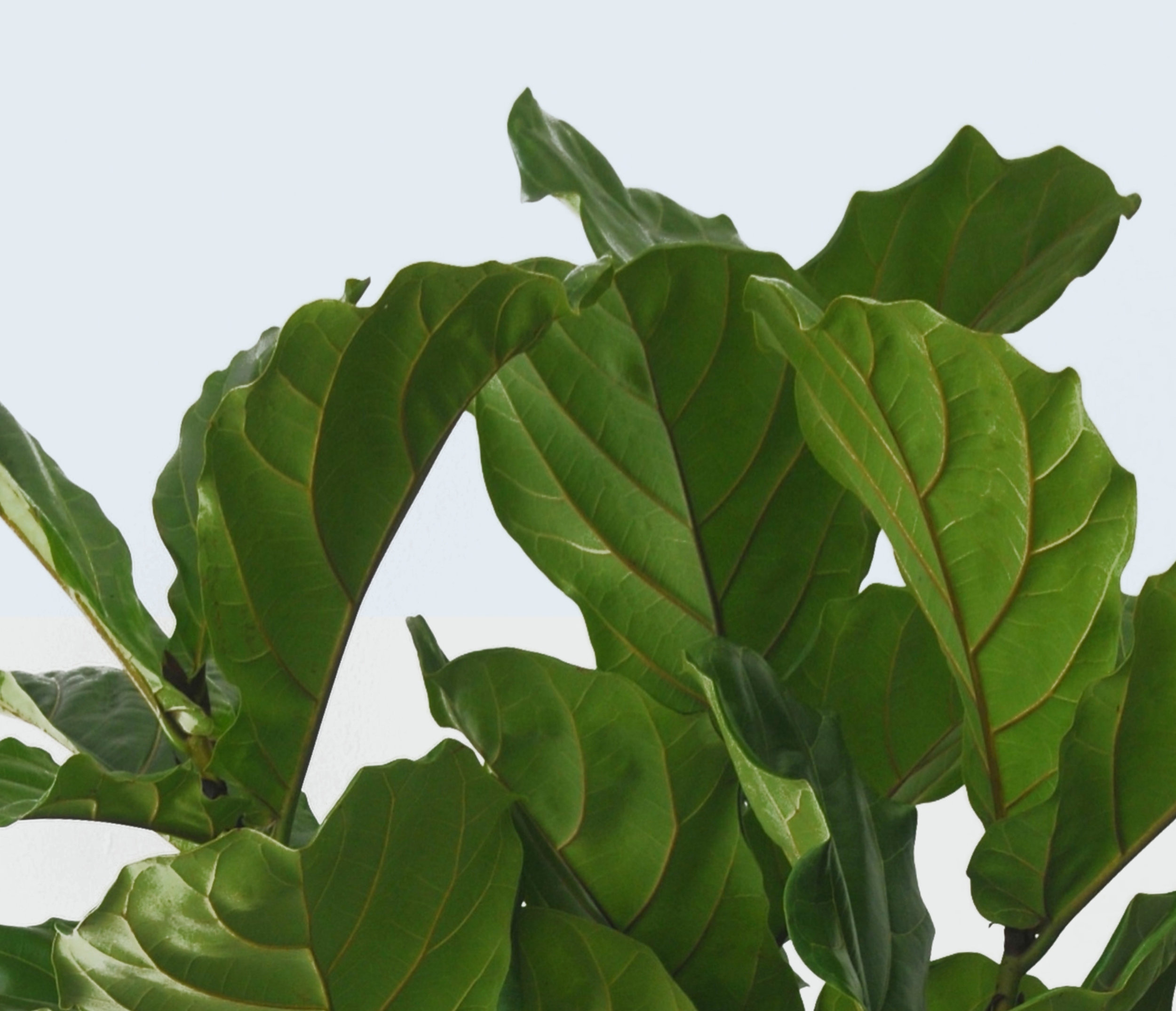 FiddleLeaf2.jpg